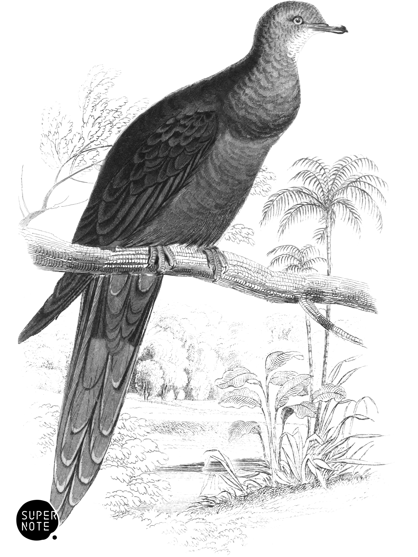 Pheasant-Tailed Pigeon (vol-09 plate-8).png