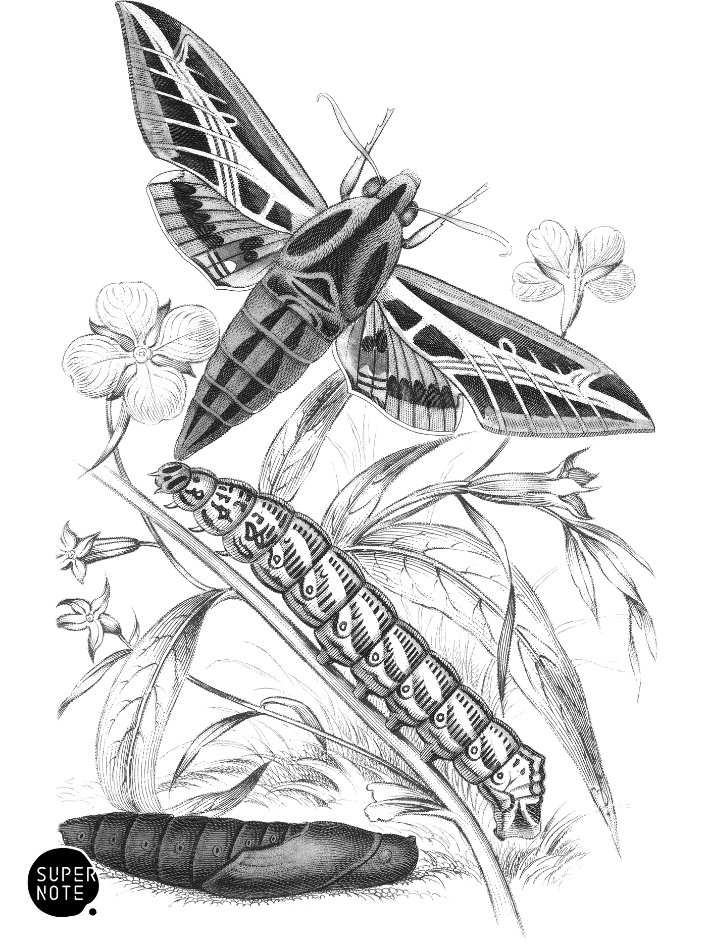 Philampelus Vitis (vol-33 plate-7).png