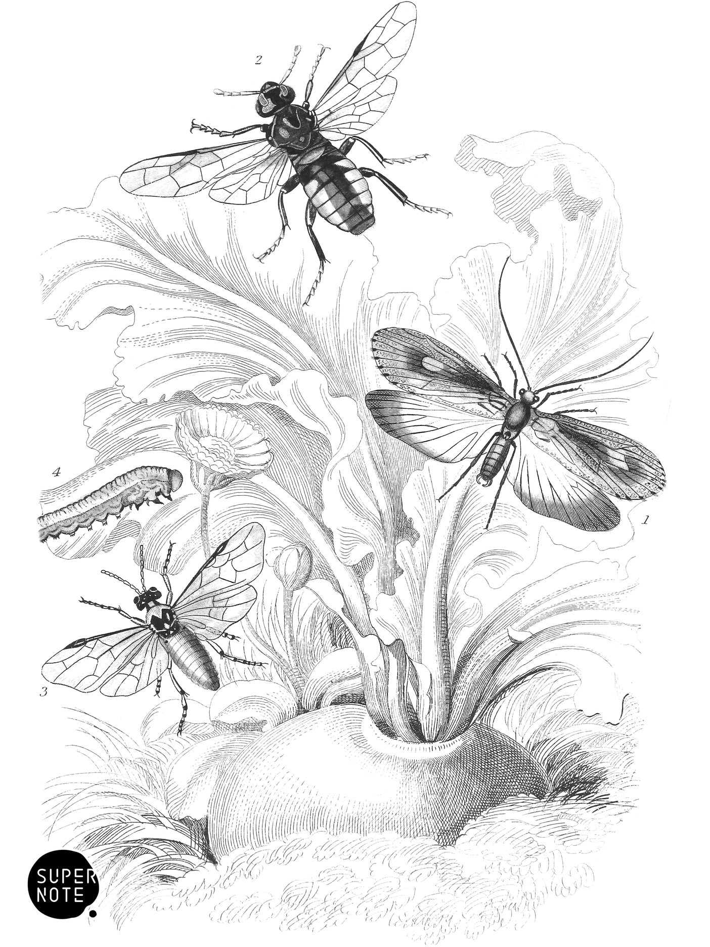 Phryganea Grandis, Cimbex Decem-Maculata & Athalia Centifoliæ (vol-29 plate-30).png