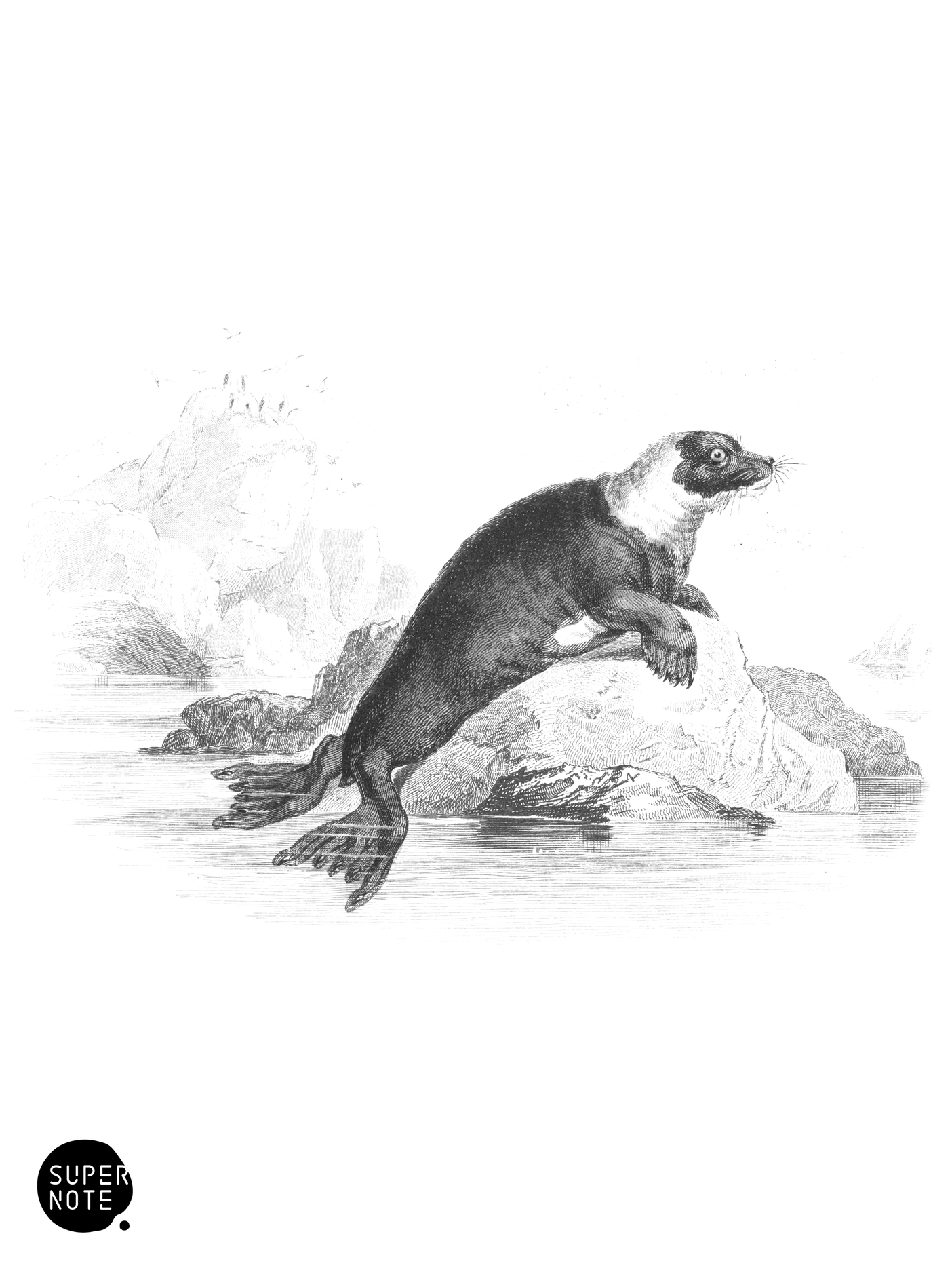 Pied Seal (vol-23 plate-6).png