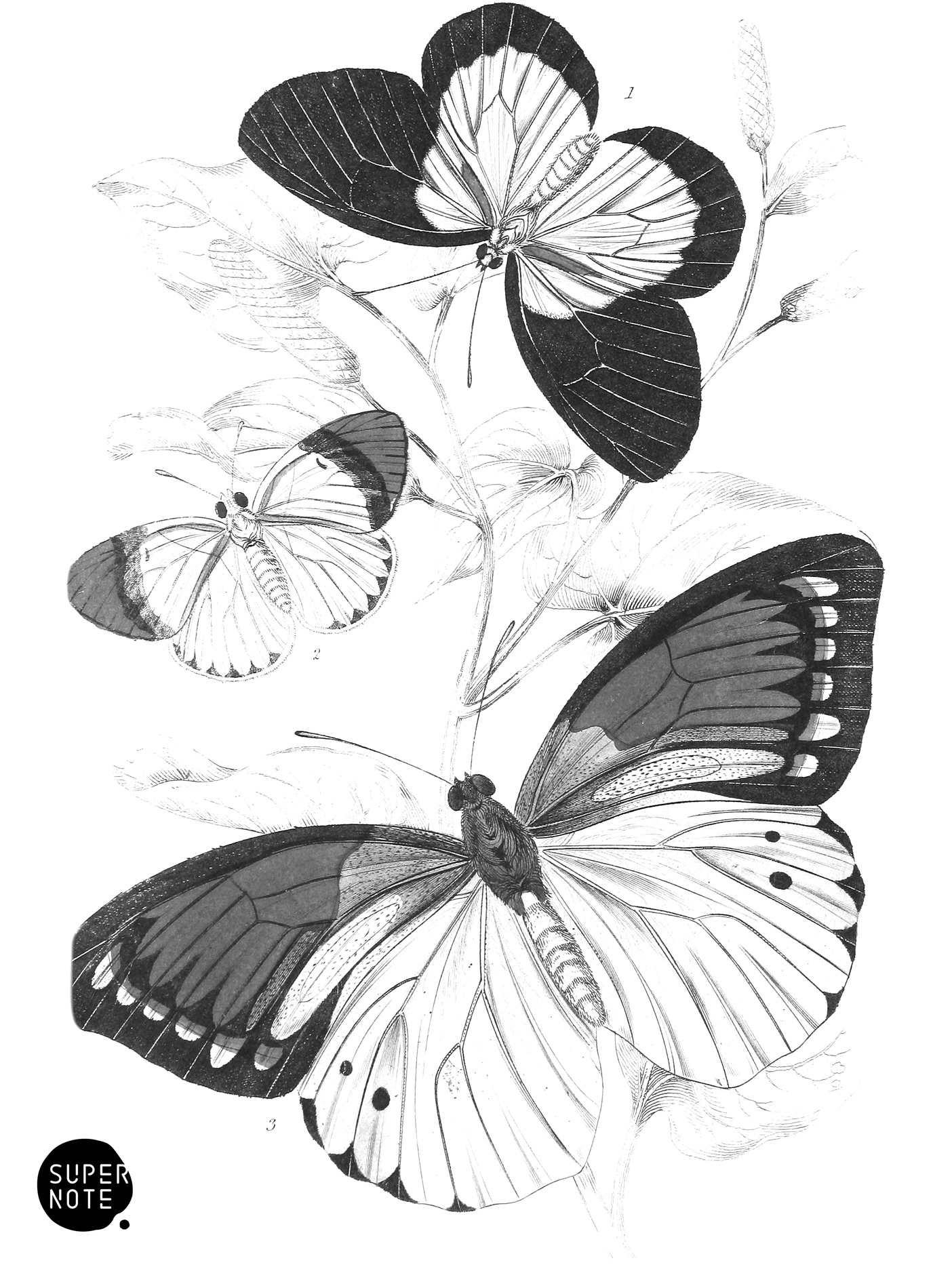 Pieris Belisama, Anthocharis Danæ & Iphias Leucippe (vol-18 plate-7).png