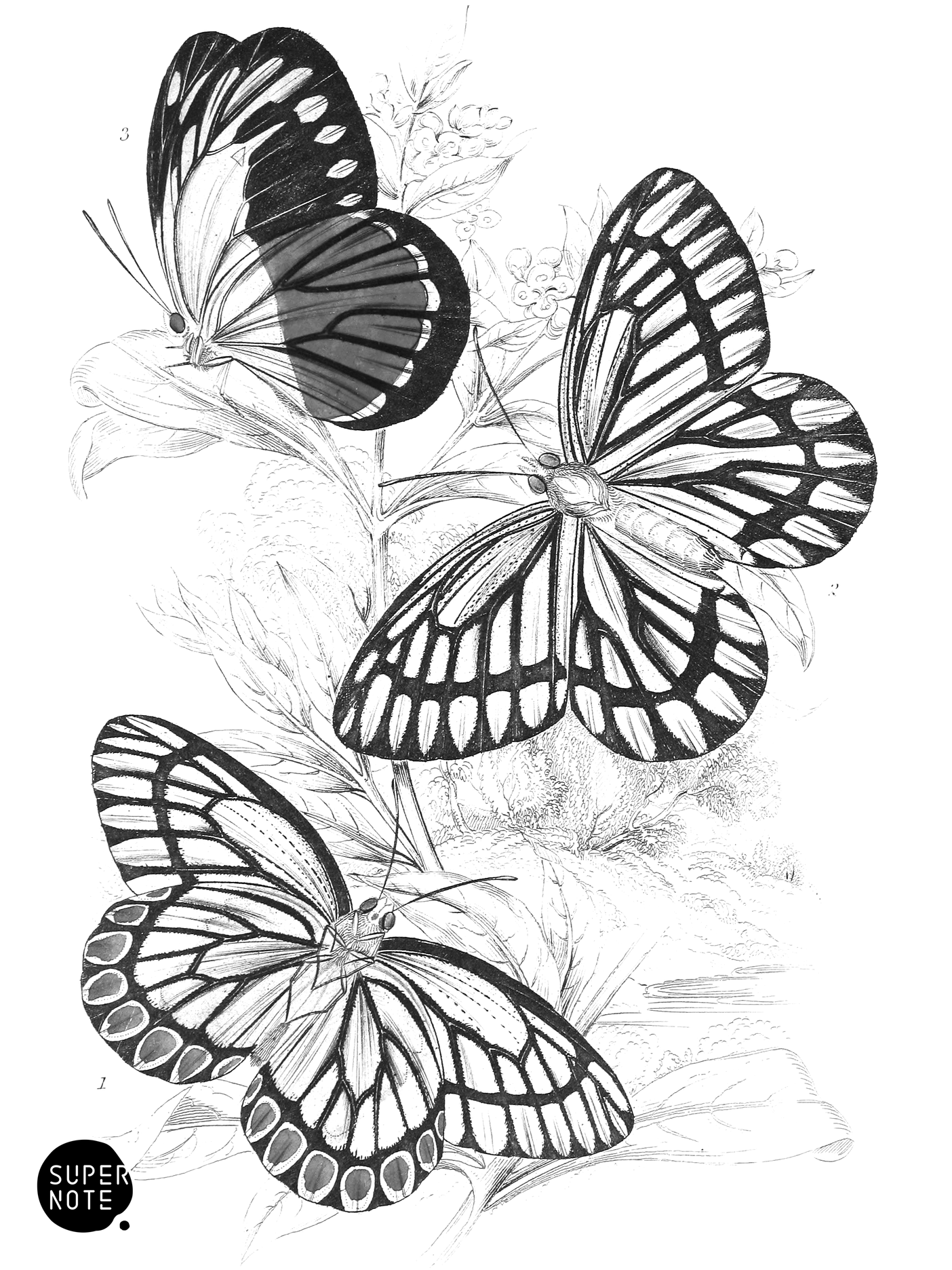 Pieris Epicharis & P. Philyra (vol-18 plate-6).png