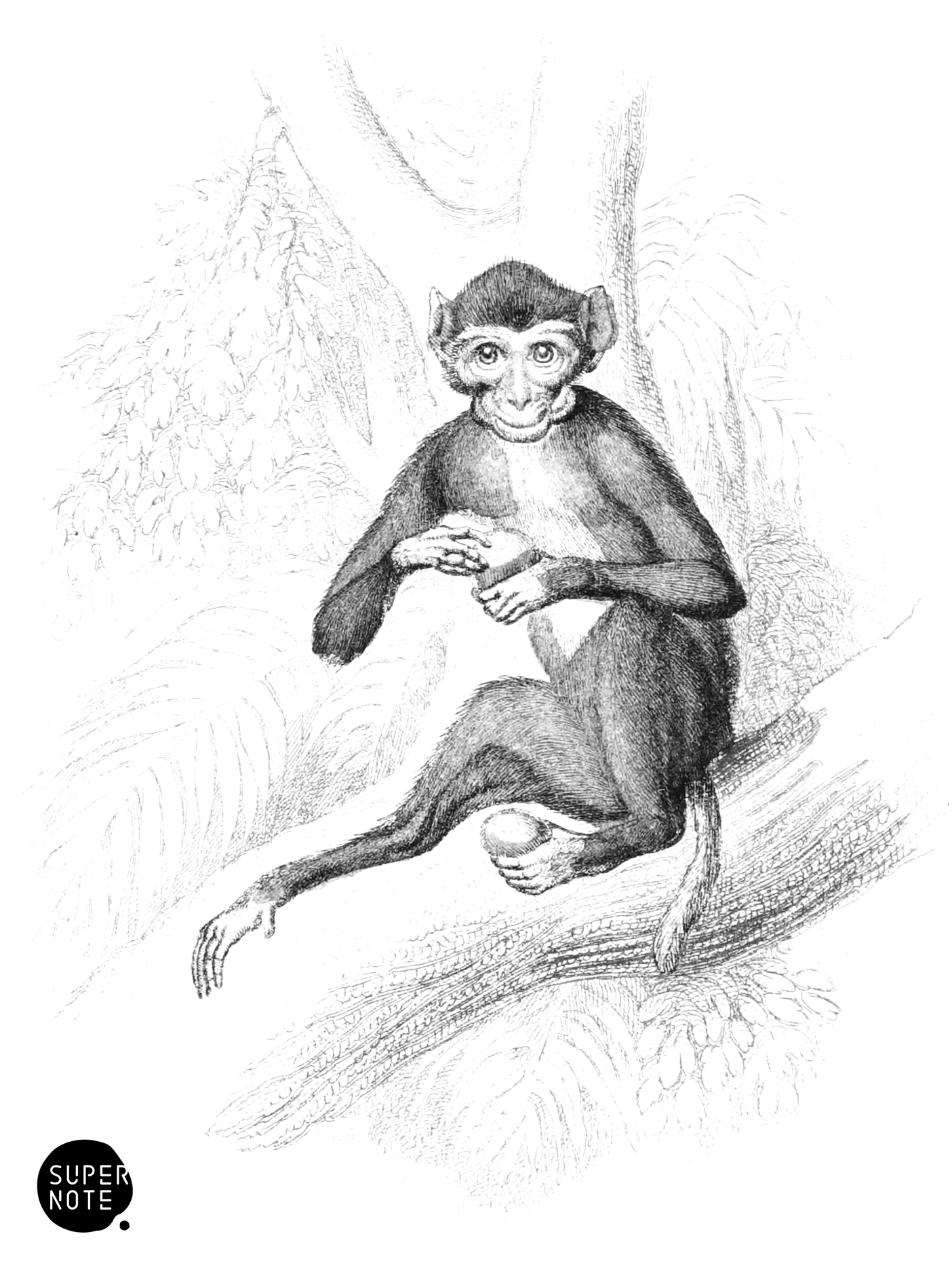 Pig-Tailed Baboon (vol-02 vignette-cw).png