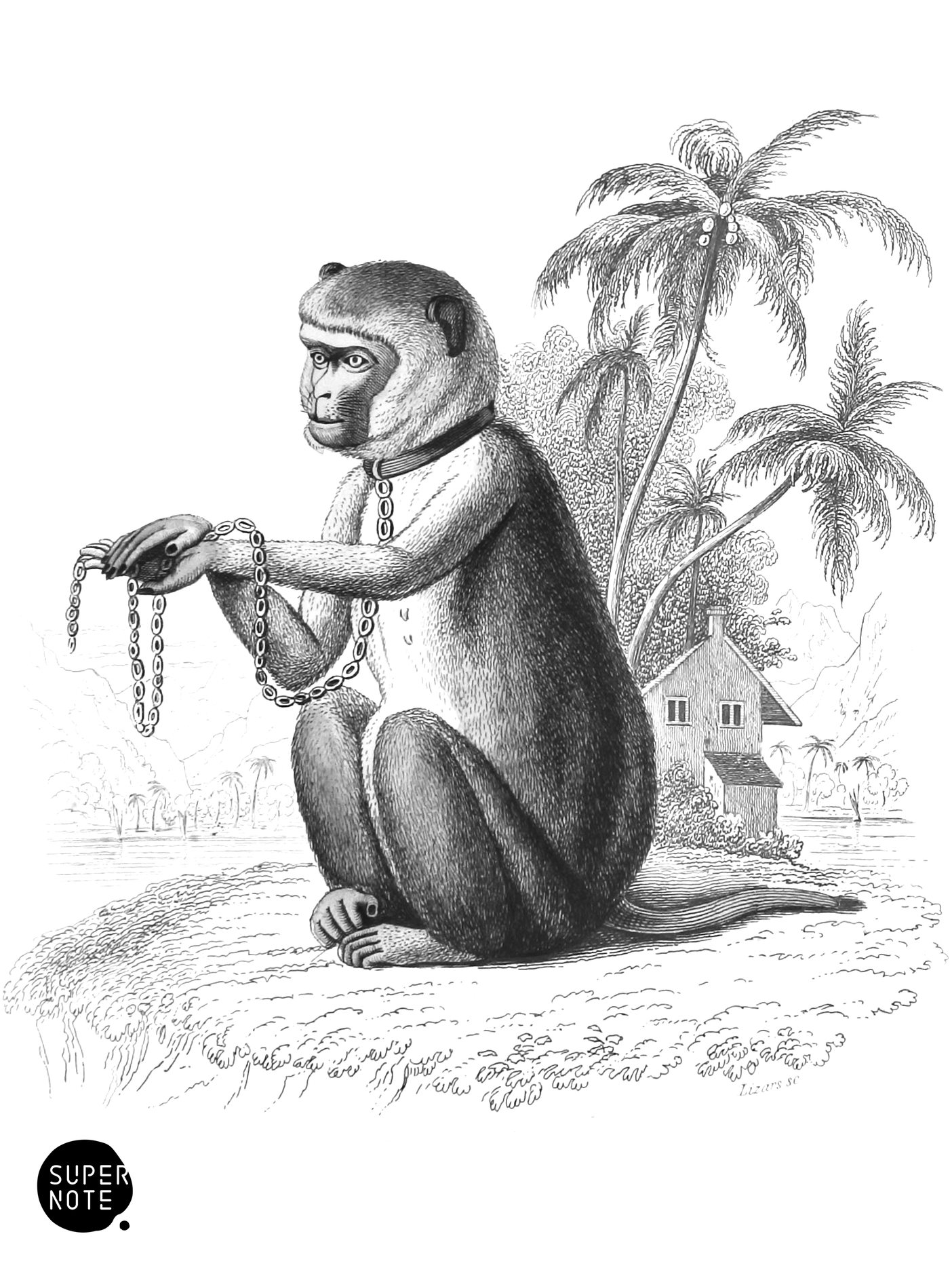 Pig-Tailed Baboon (vol-02 vignette-lizars).png