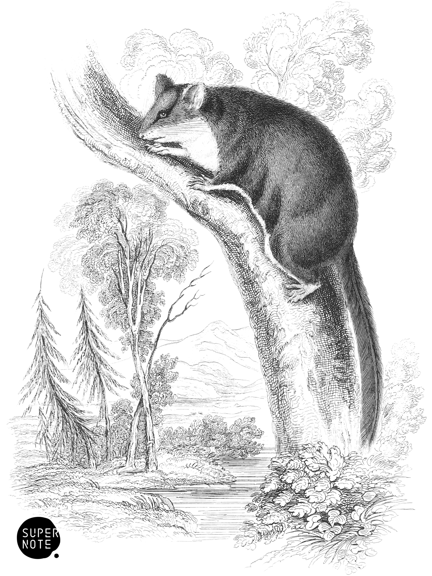 Pigmy Petaurus (vol-30 plate-30).png
