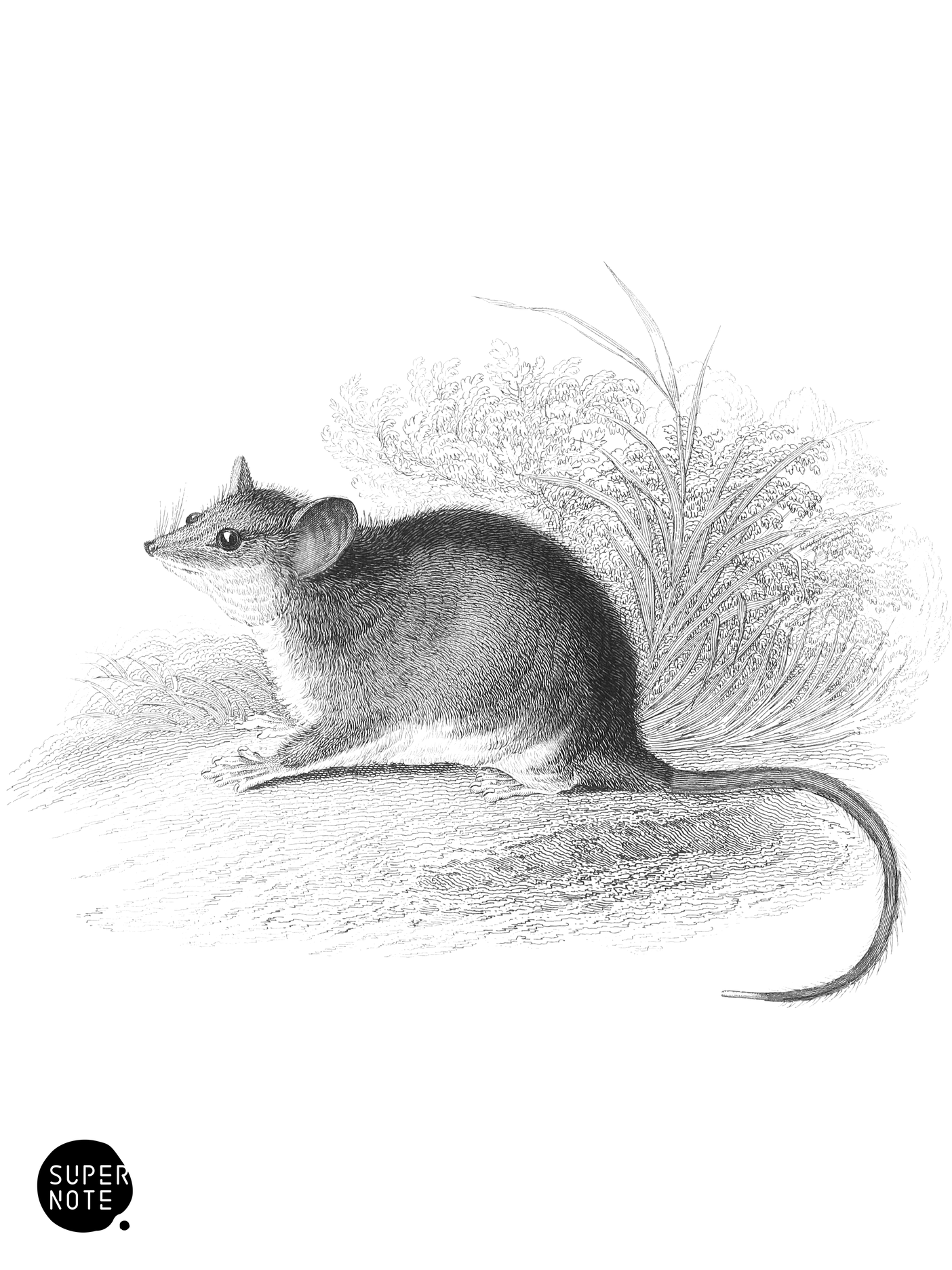 Pigmy Phalanger (vol-30 plate-26).png