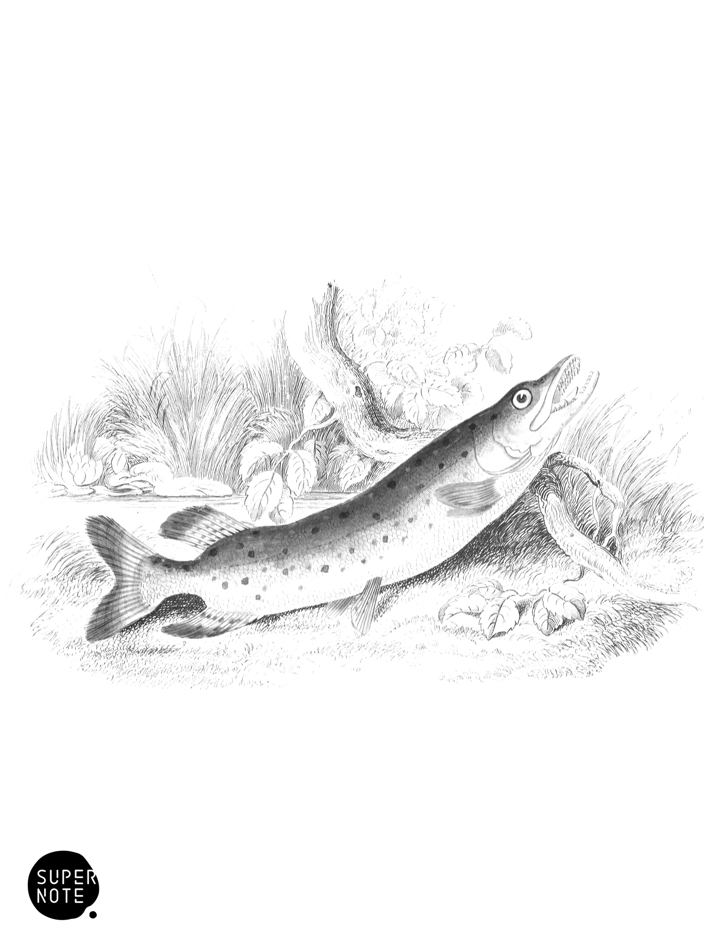 Pike (vol-37 plate-28).png
