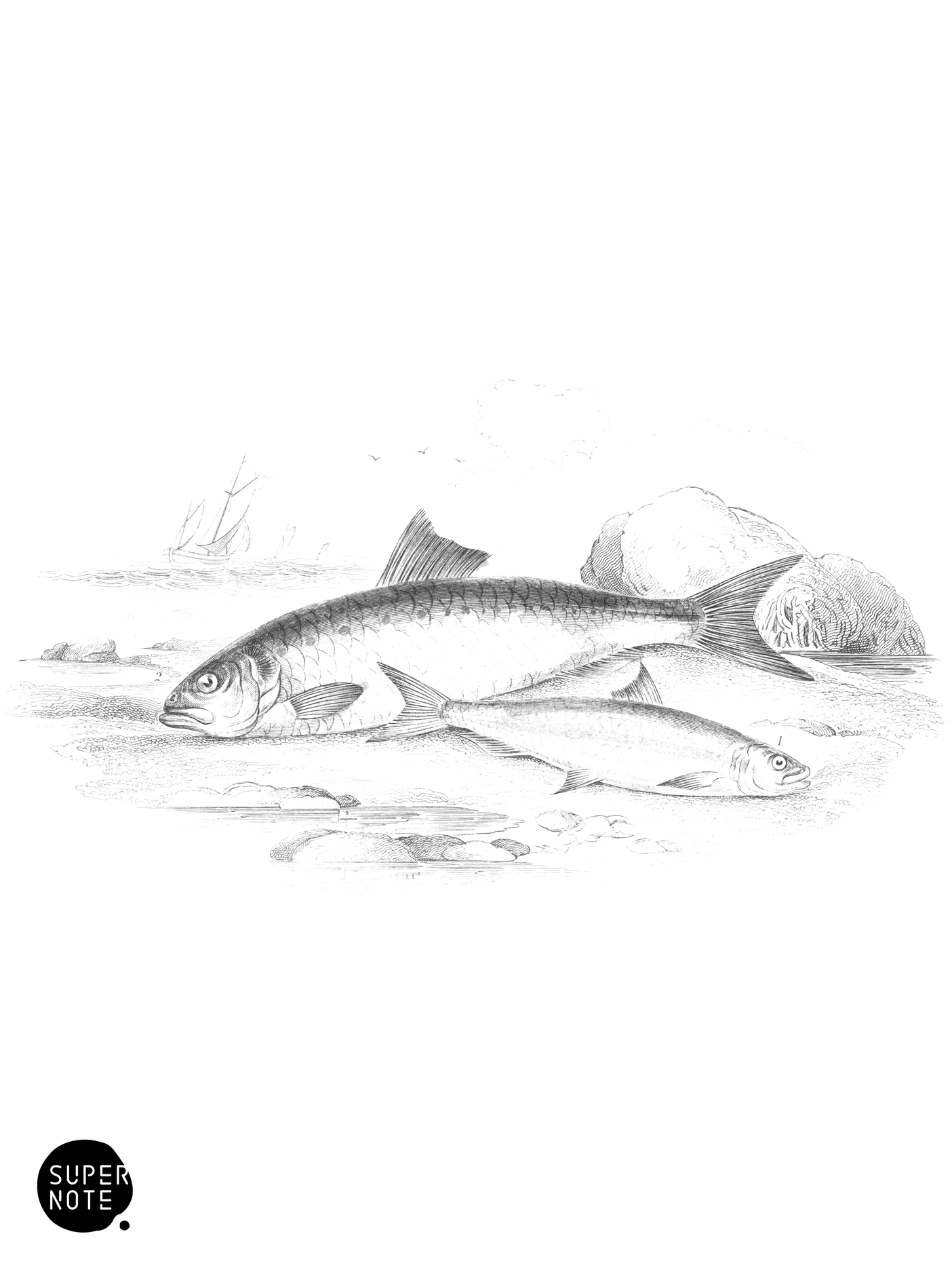 Pilchard & Twaite Shad (vol-39 plate-4).png