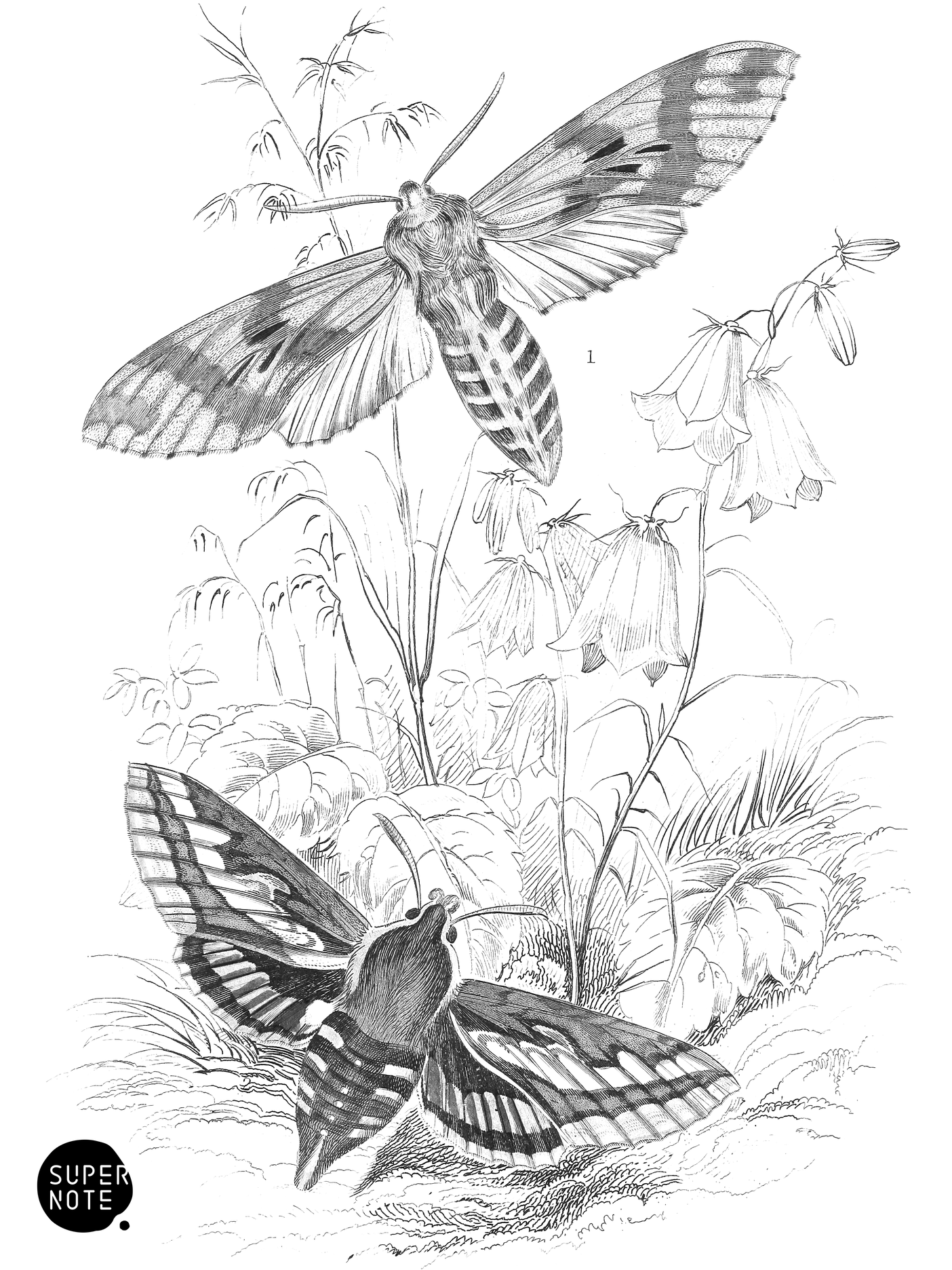 Pine & Madder Hawk-Moth (vol-14 plate-7).png
