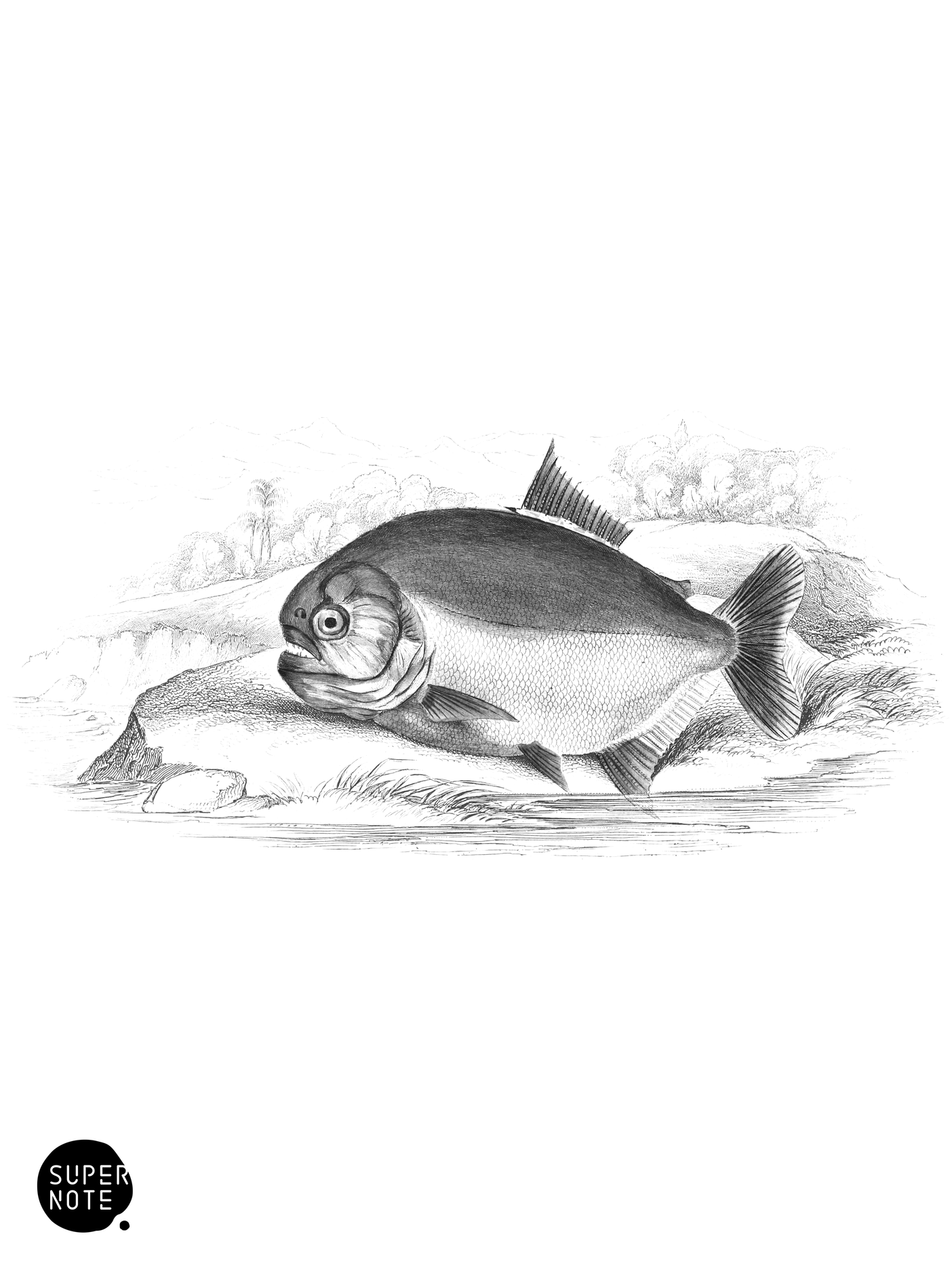 Piranha Saw-Bellied Salmon (vol-32 plate-16).png