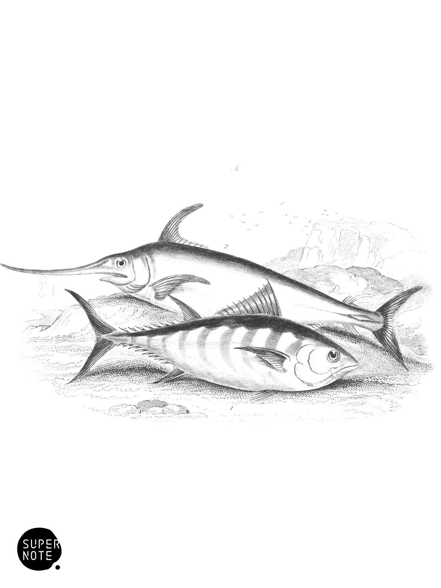 Plain Bonito & Sword-Fish (vol-37 plate-12).png