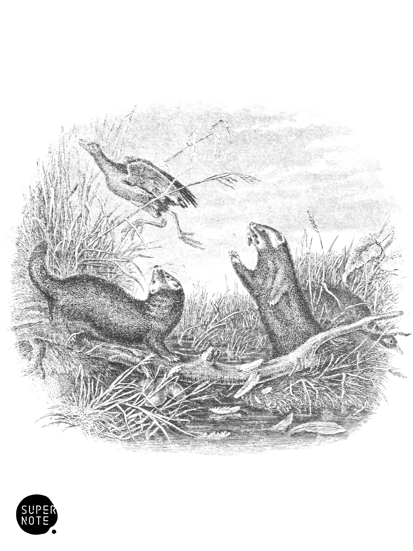 Polecats & Water-Hen (vol-22 vignette).png