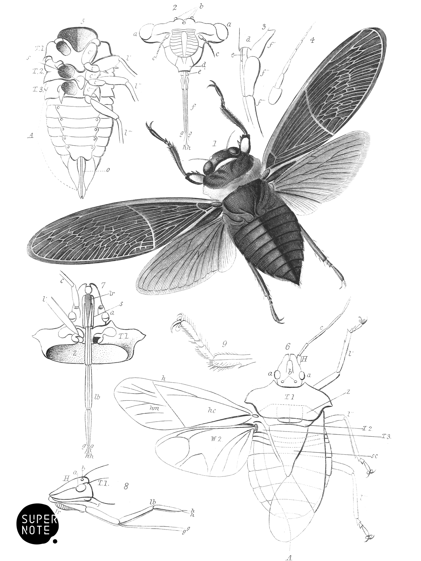 Polyneura ducalis and Anatomy of Cicada atrata and Pentatoma rufipes (vol-29 plate-18).png