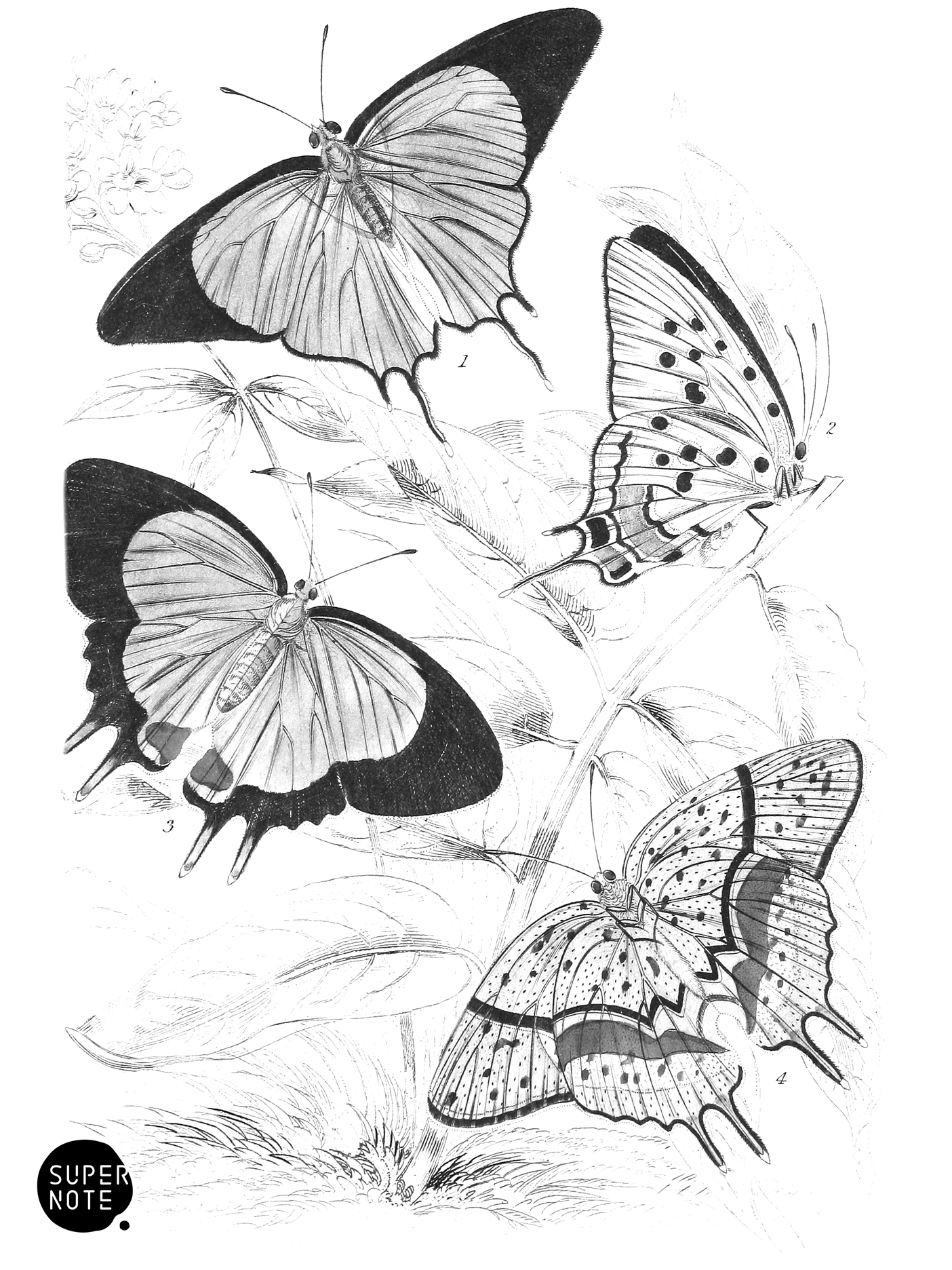 Polyommatus Marsyas & P. Endymion (vol-18 plate-26).png