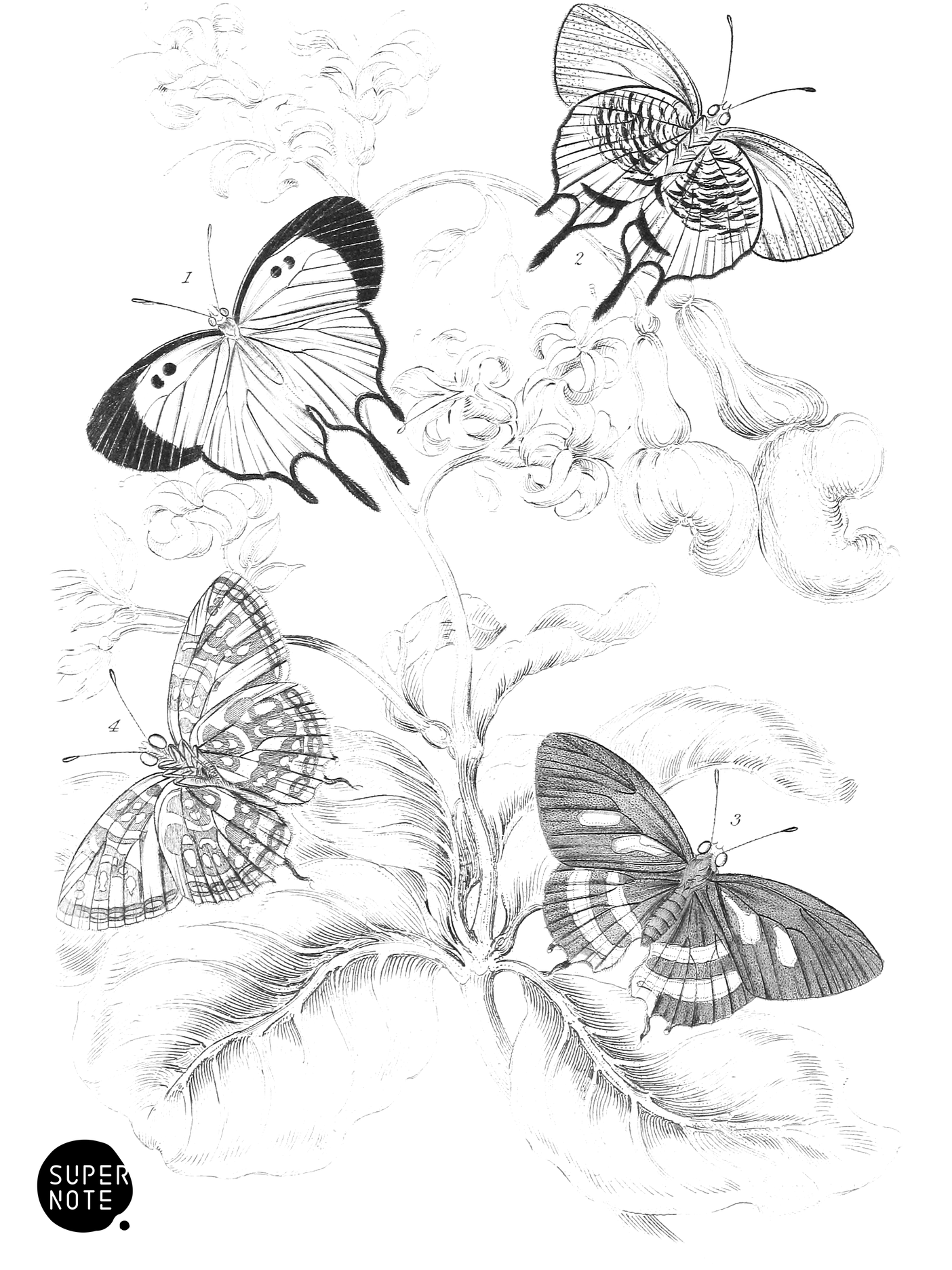 Polyommatus Venus & P. Achæus (vol-18 plate-27).png