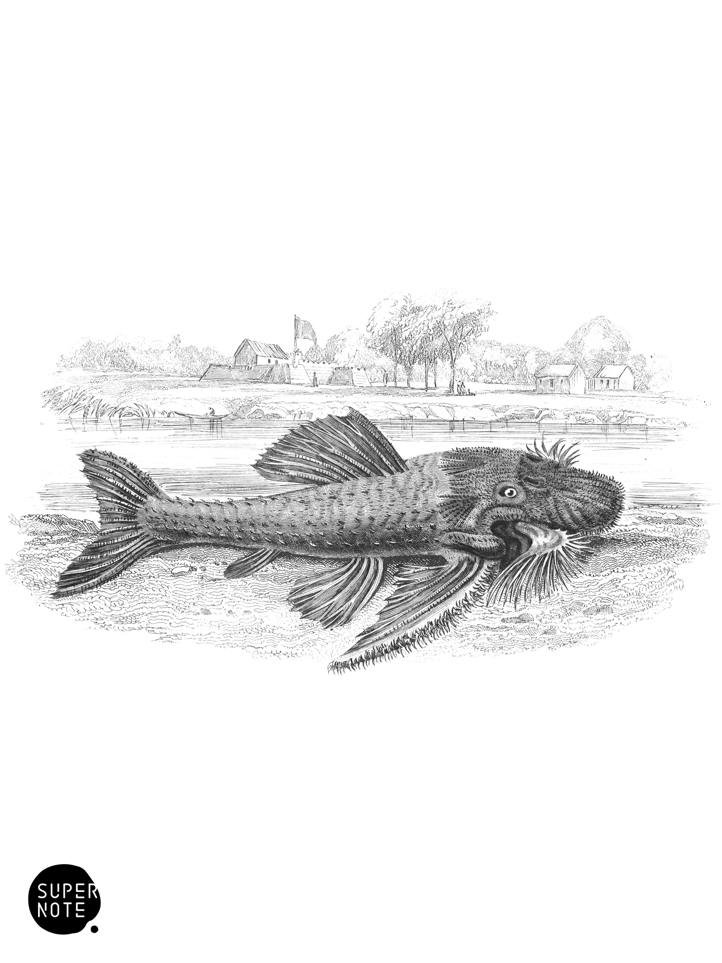 Porcupine Acanthicus (vol-32 plate-1).png