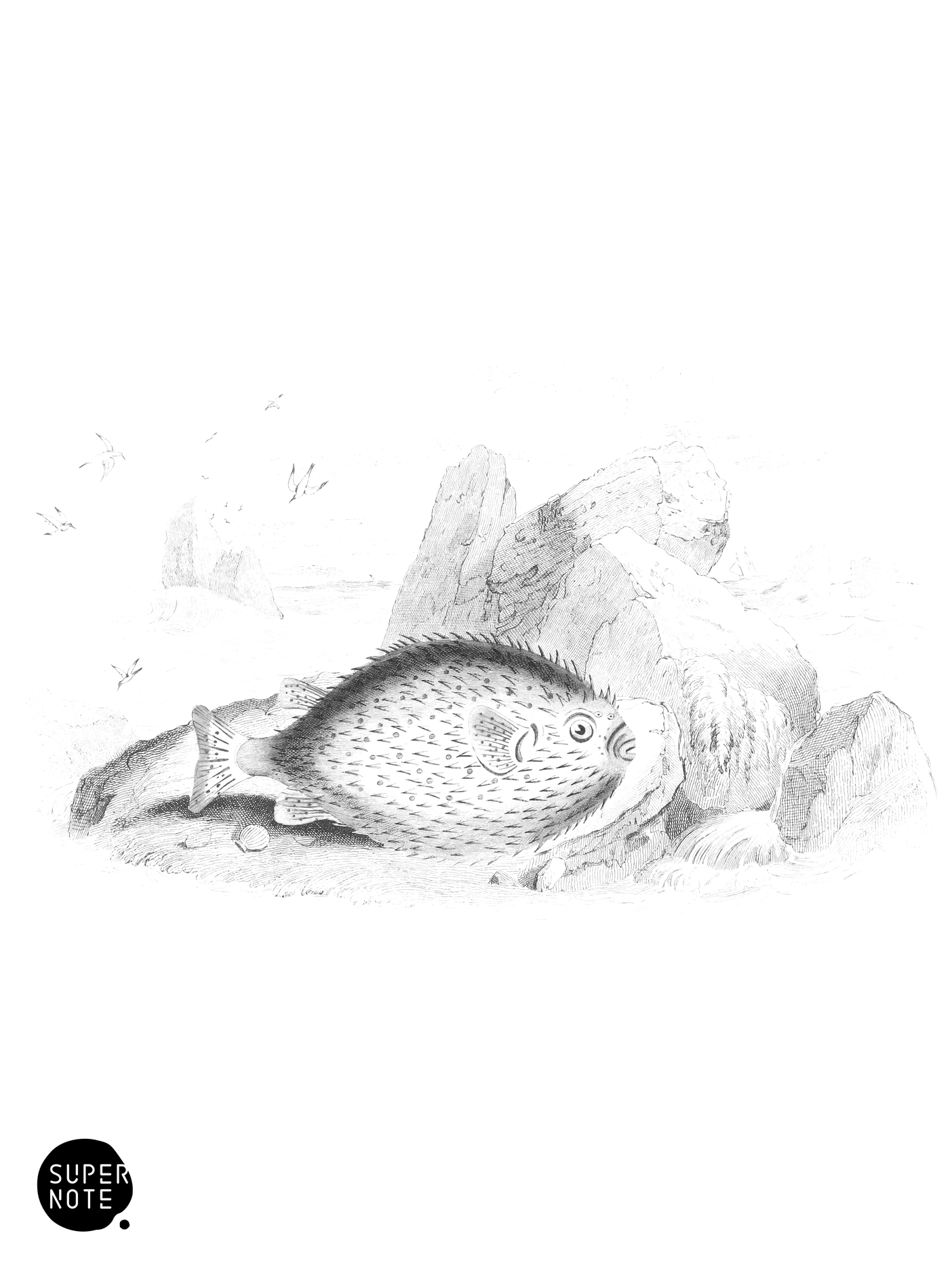 Porcupine Diodon (vol-27 plate-16).png
