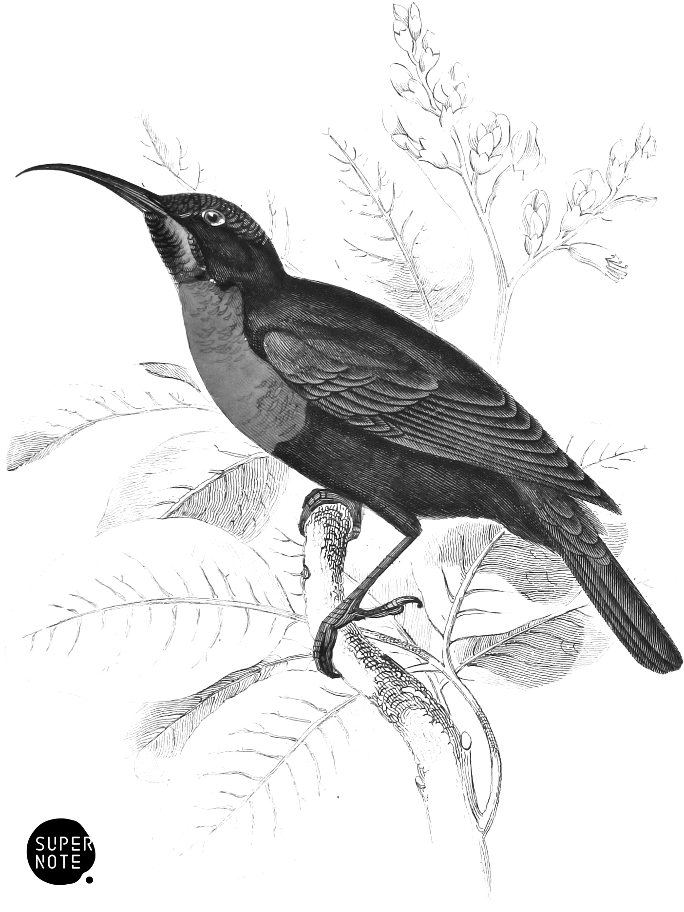 Port Natal Sun-Bird (vol-36 plate-12).png