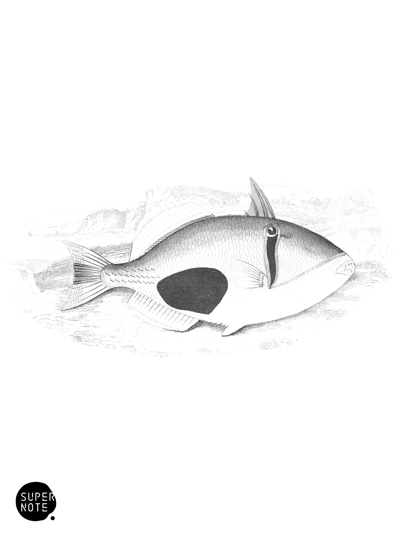 Port Praslin Balistes (vol-27 plate-20).png