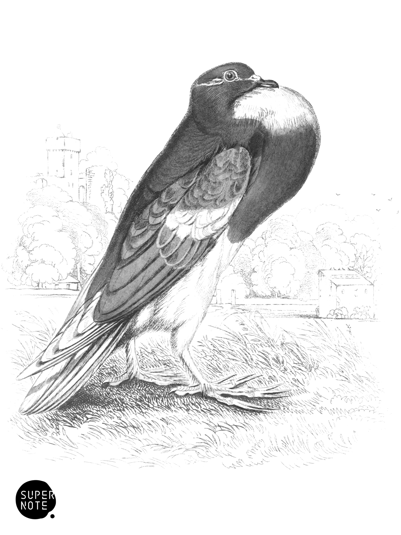 Powter or Cropper Pigeon (vol-09 plate-15).png