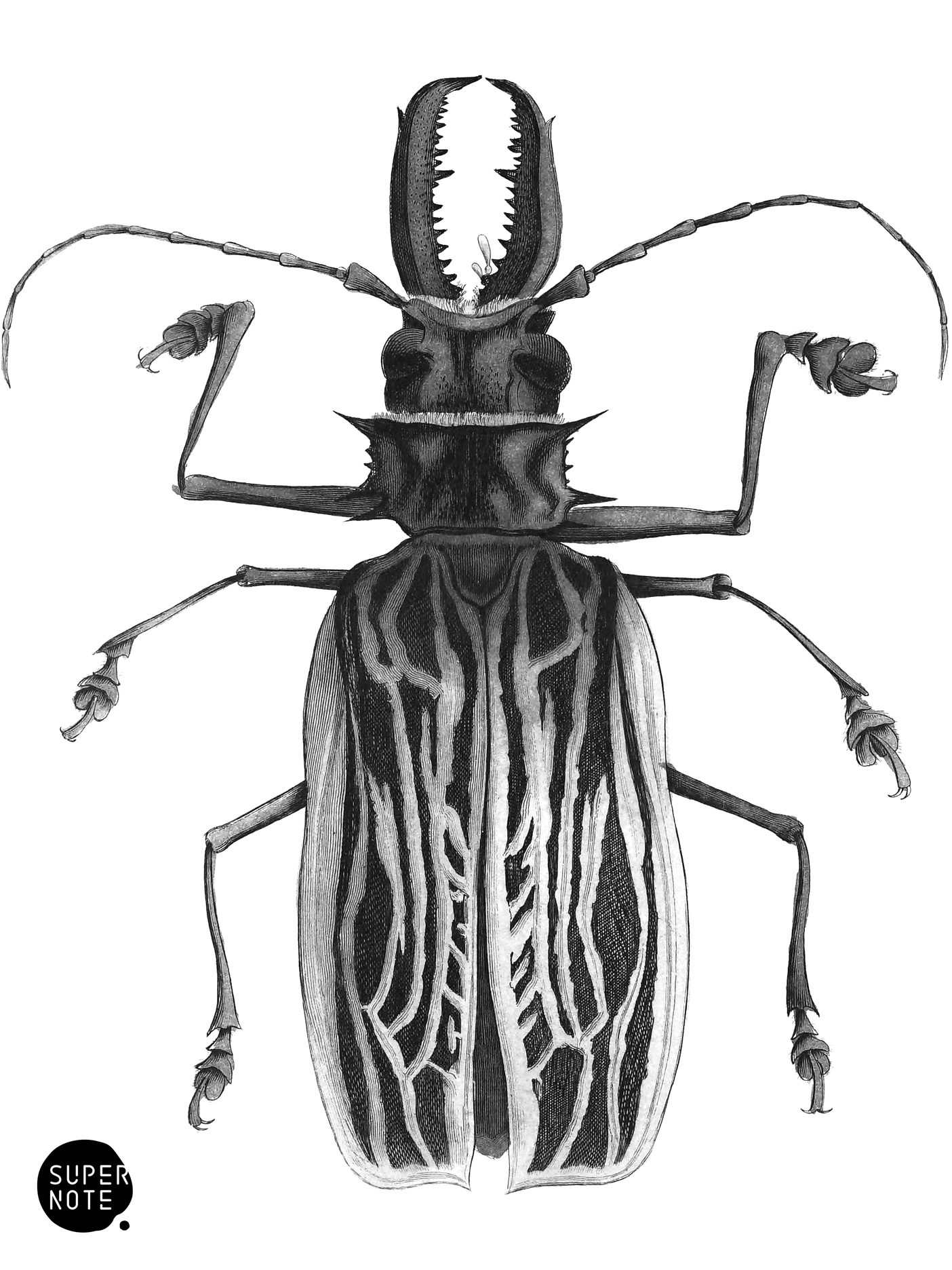 Prionus cervicornis (vol-08 plate-23).png