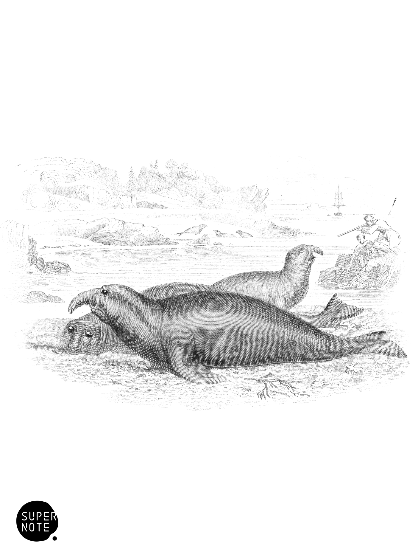 Proboscis Seal, or Elephant Seal (Female) (vol-23 plate-16).png
