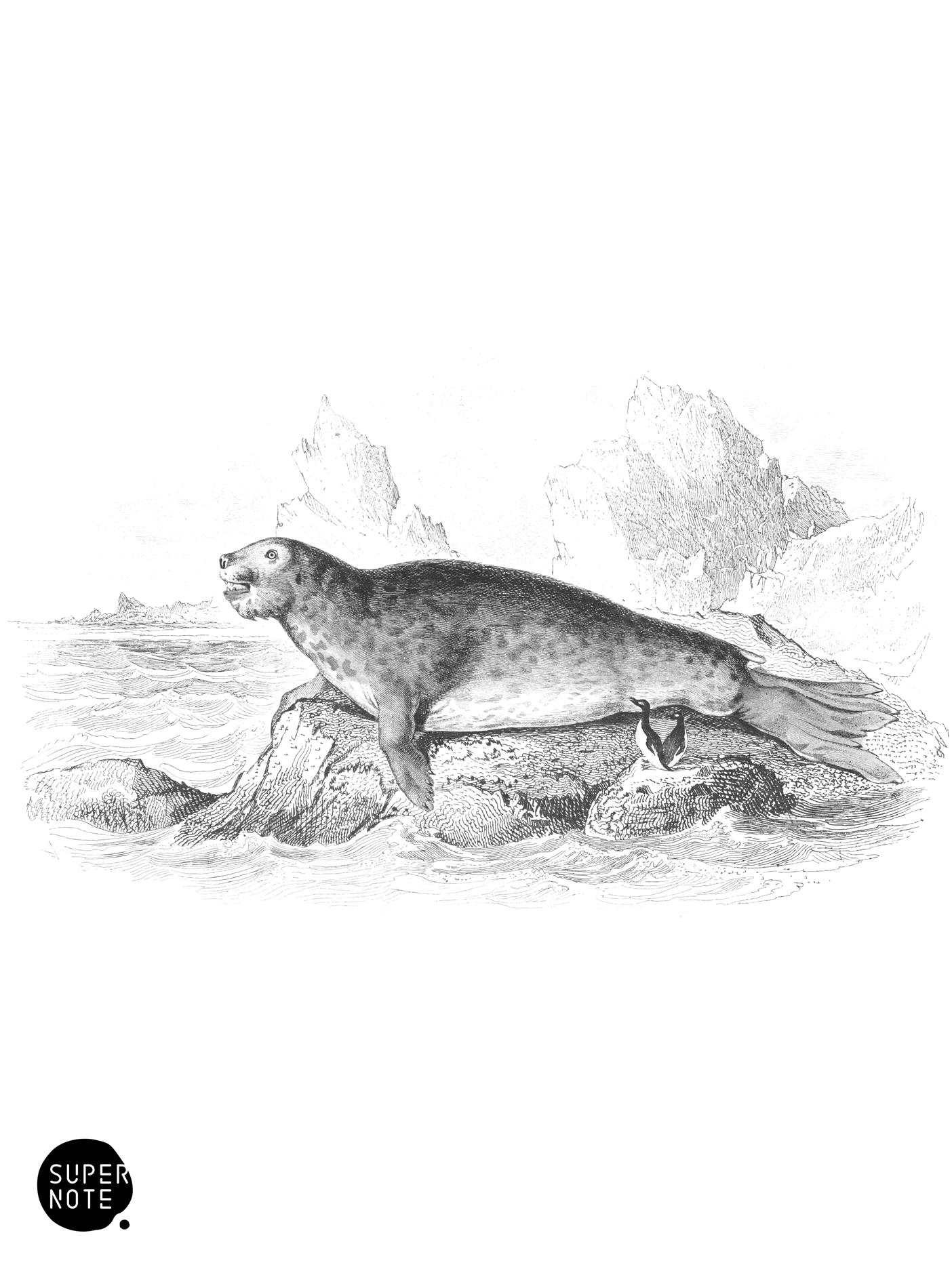 Proboscis Seal, or Elephant Seal (Male) (vol-23 plate-17).png