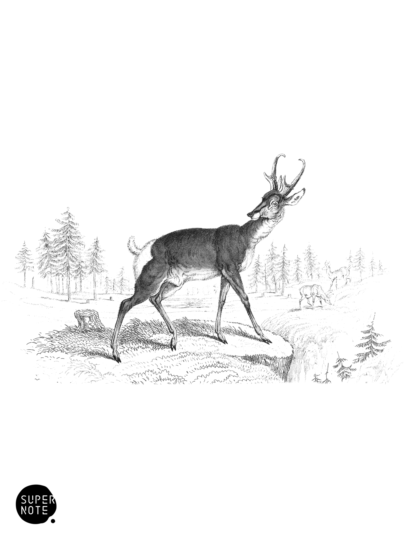 Prong-Horned Antelope (vol-11 plate-22).png