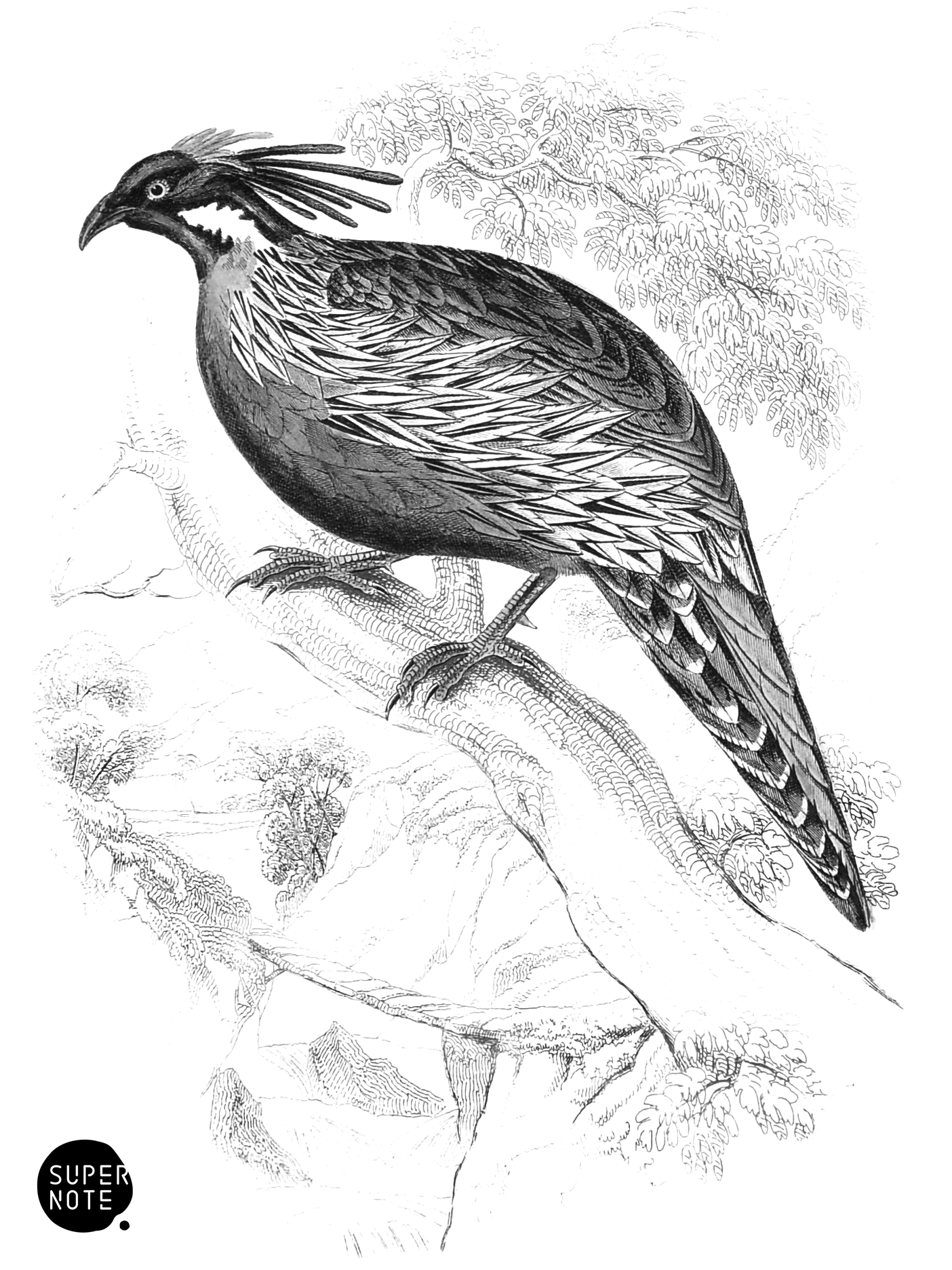 Pucras Pheasant (vol-05 plate-21).png