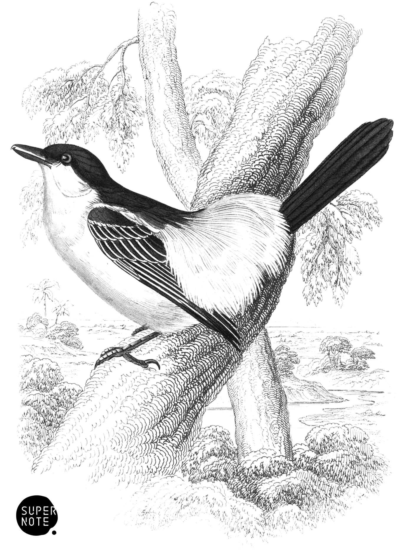 Puff-Backed Bush-Shrike (vol-17 plate-23).png