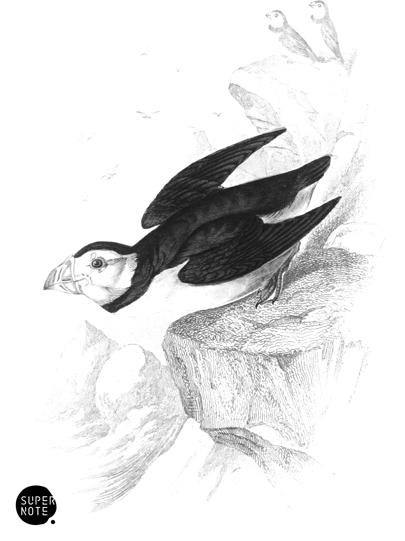 Puffin (vol-40 plate-19).png