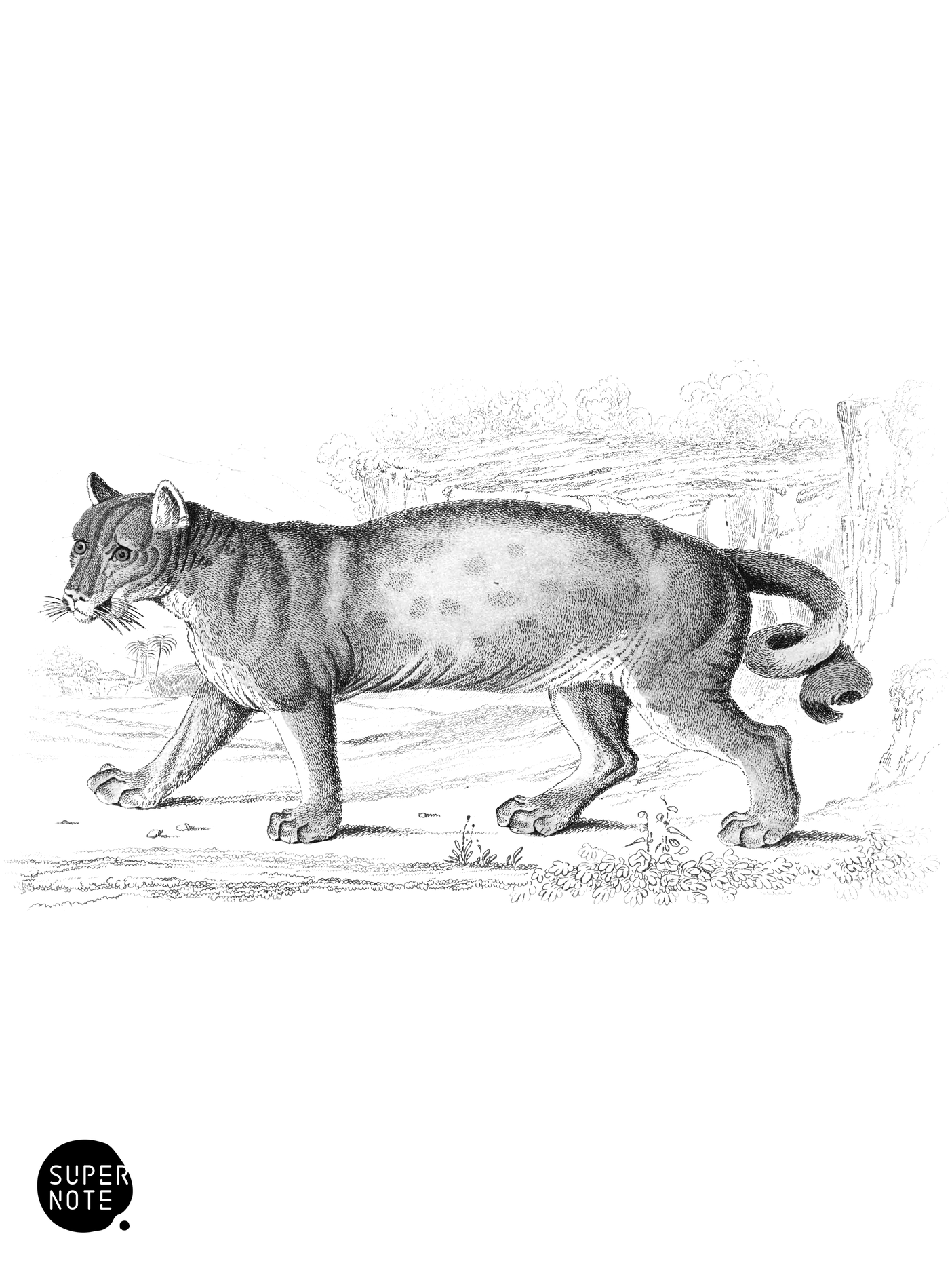 Puma, or American Lion (vol-04 plate-4).png
