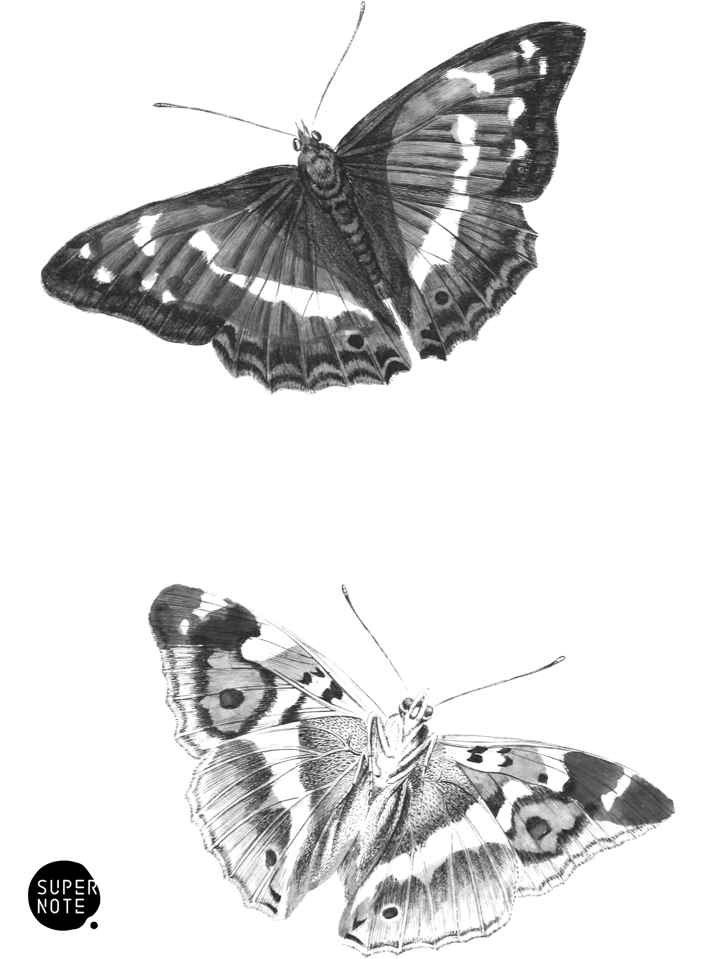 Purple Emperor (vol-10 plate-21).png