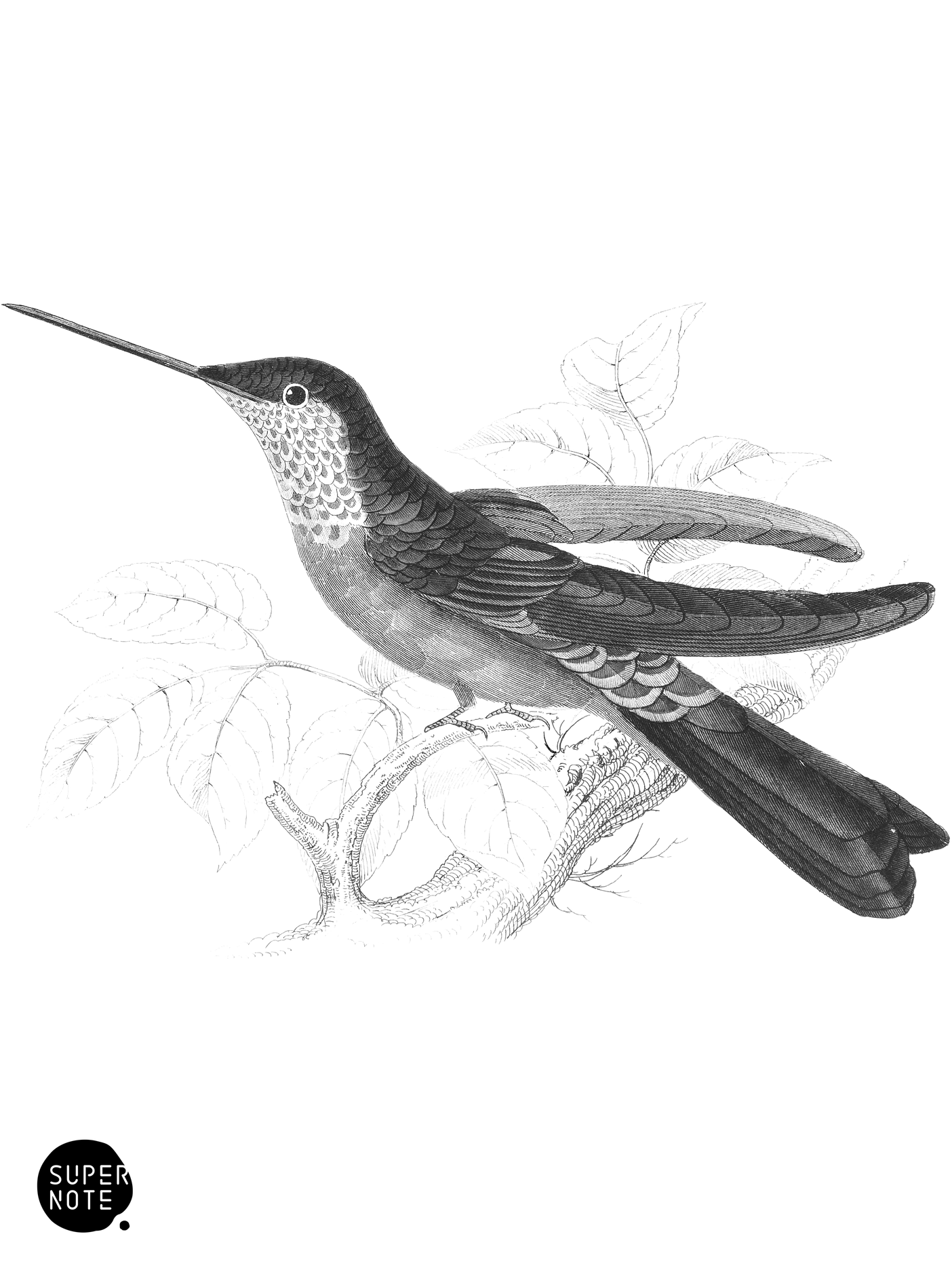 Purple Humming-Bird (vol-03 plate-4).png