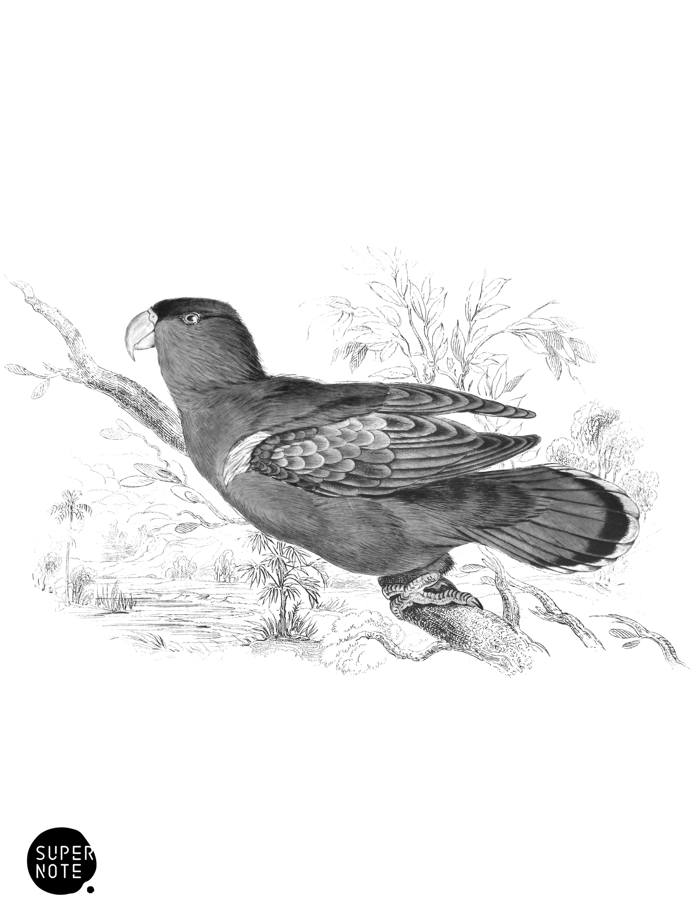 Purple-Capped Lory (vol-15 plate-18).png