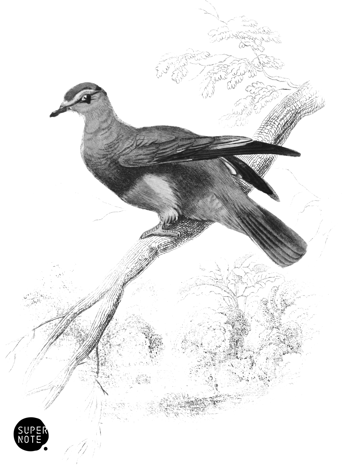 Purple-Crowned Turteline (vol-09 plate-3).png