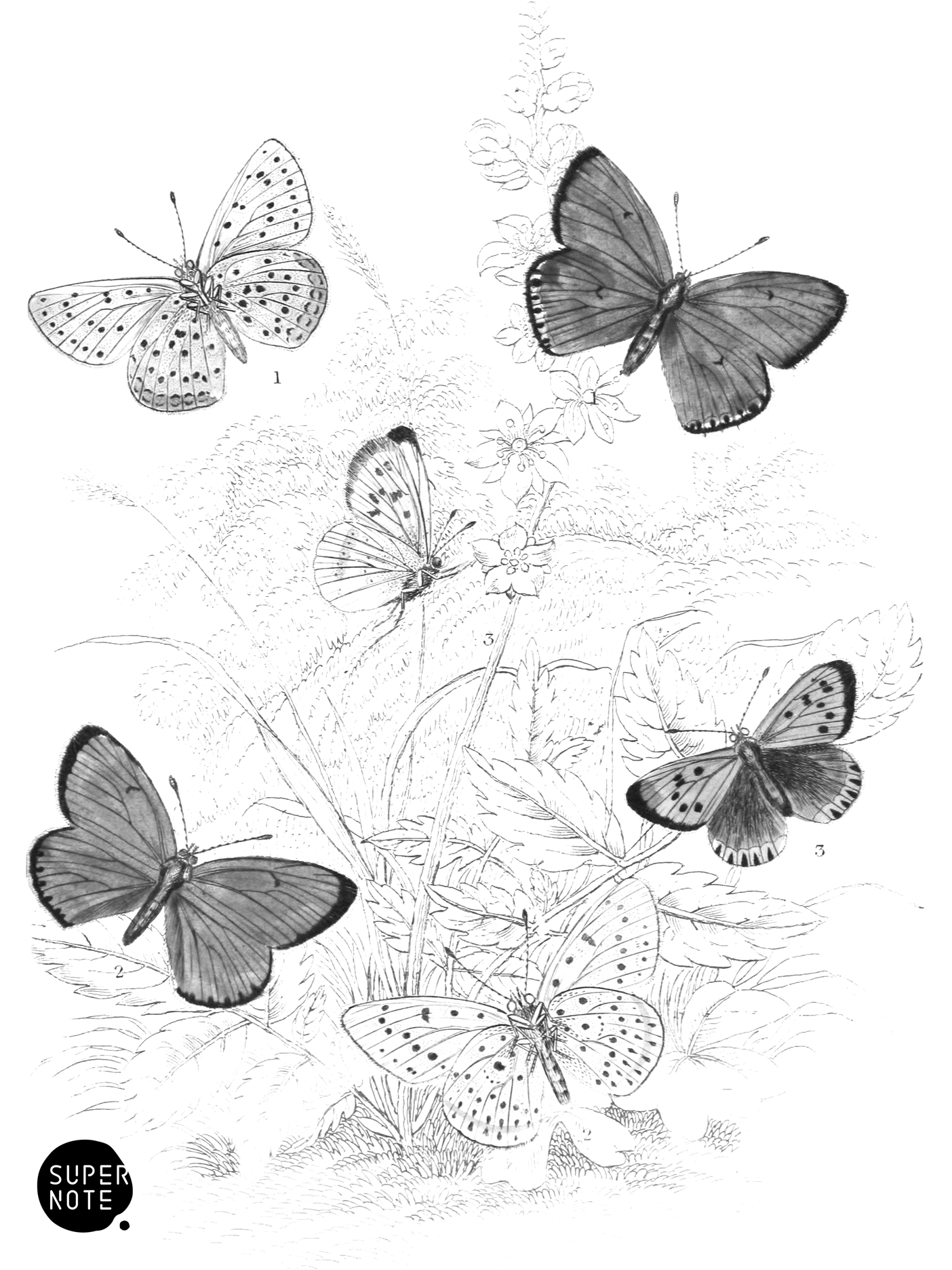 Purple-Edged, Dark Under-Wing & Common Coppers (vol-10 plate-30).png