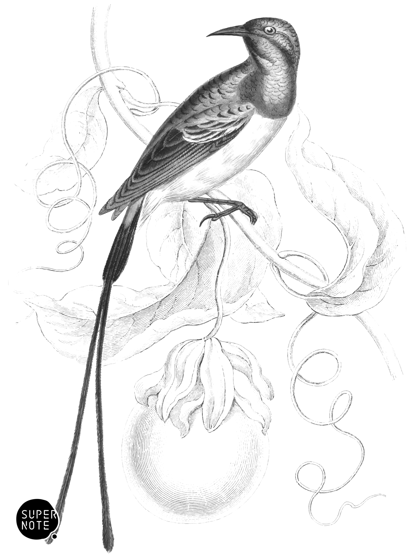 Purple-Rumped Long-Tailed Sun-Bird (vol-36 plate-19).png