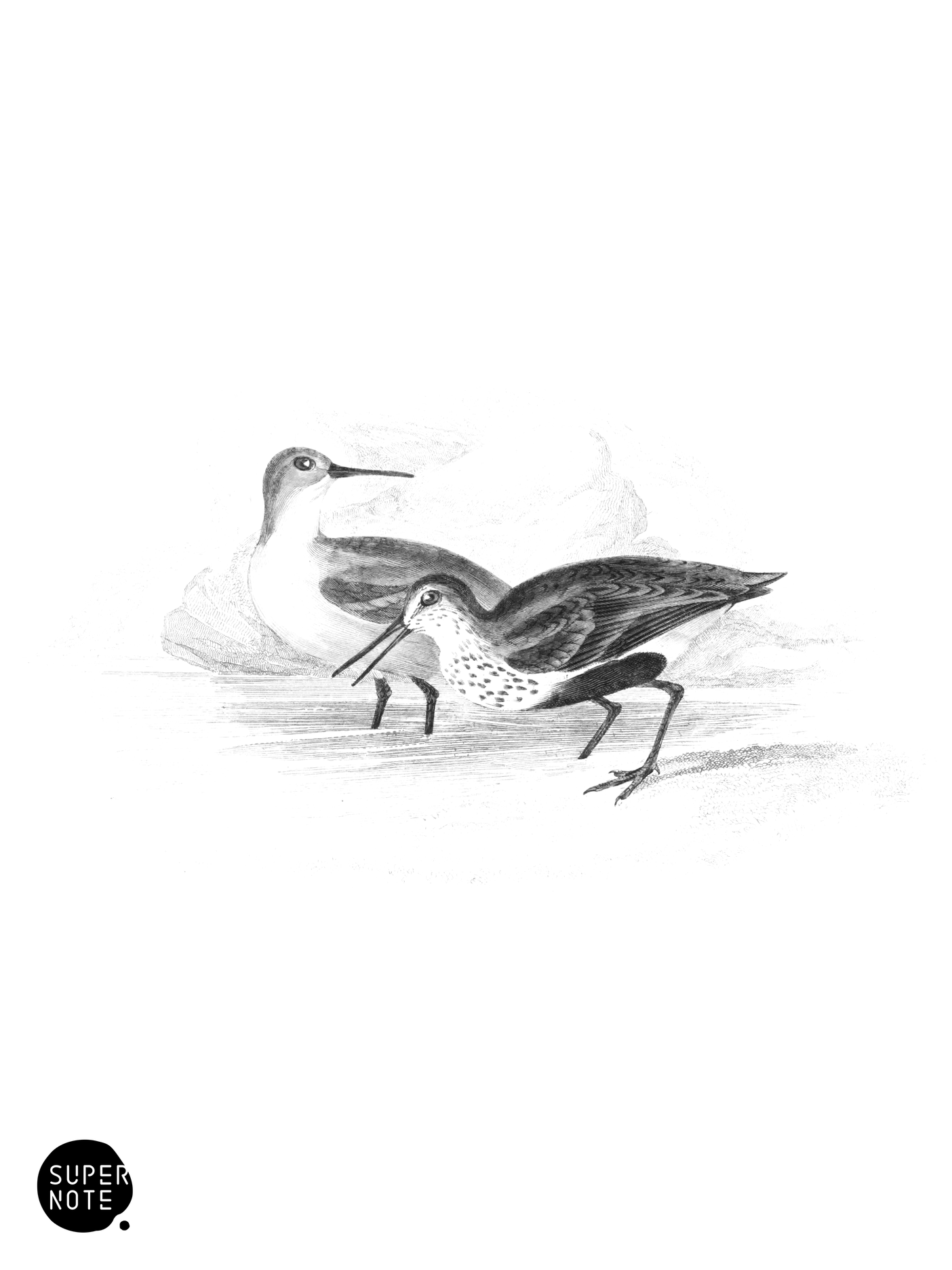 Purre or Dunlin (vol-34 plate-17).png