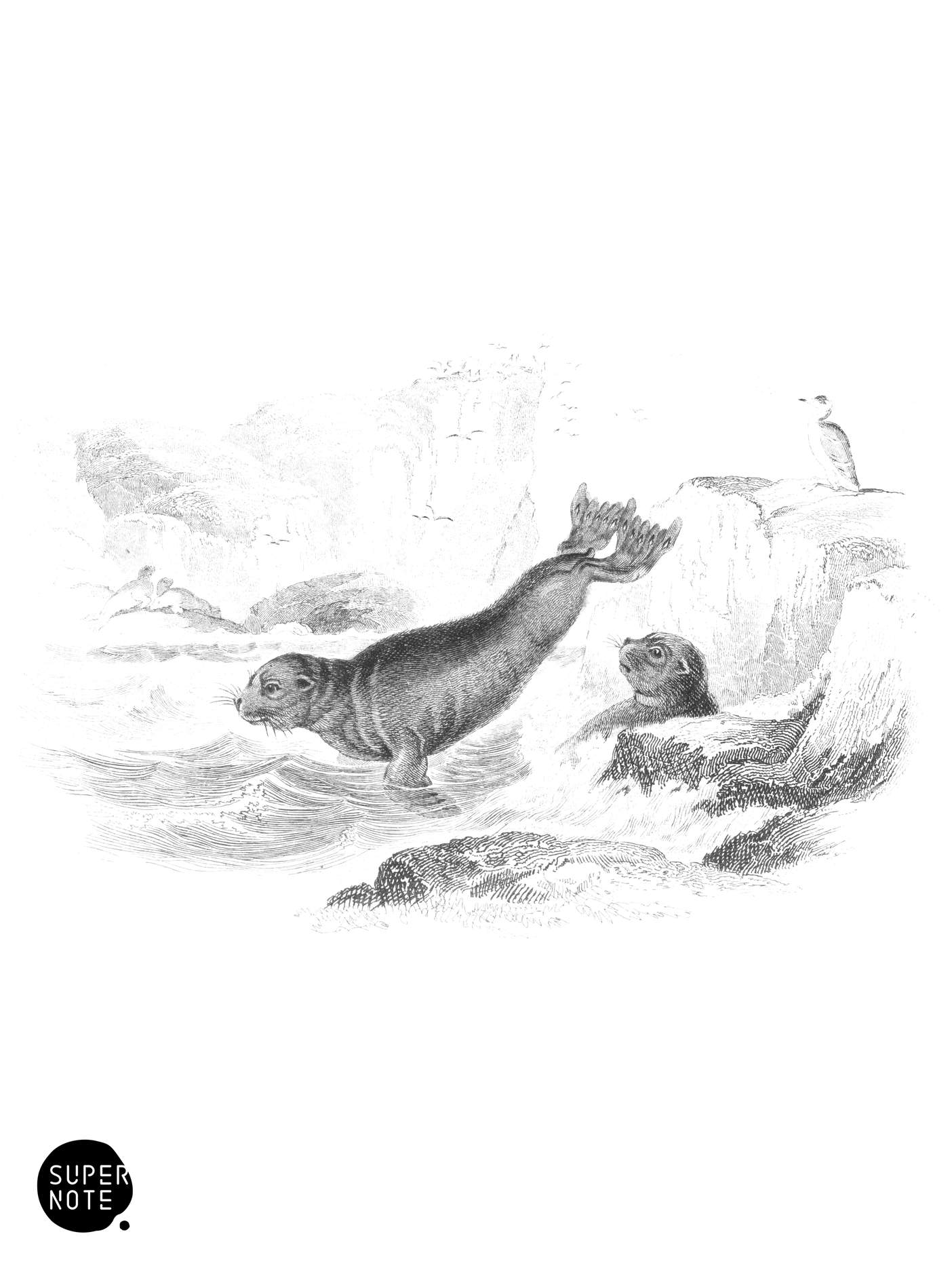 Pusilla, or Cape Otary (vol-23 plate-20).png