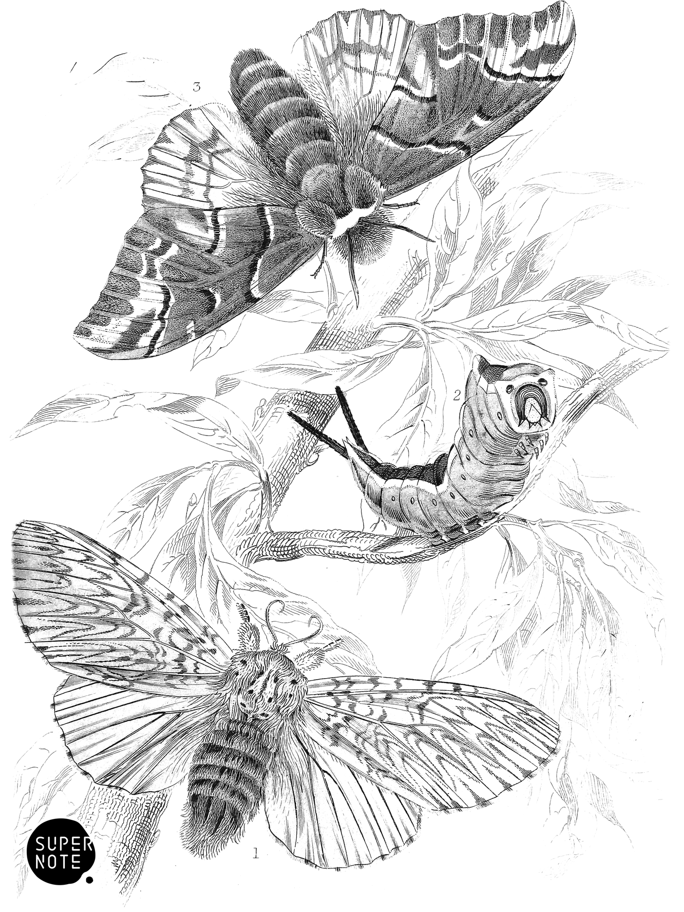 Puss-Moth & Kentish Glory (vol-14 plate-16).png