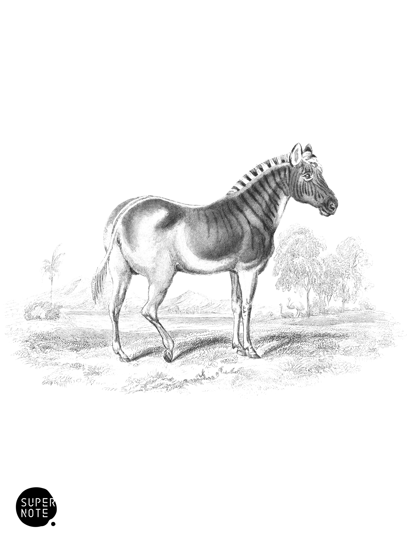 Quagga of the Cape Colonists (vol-31 plate-24).png