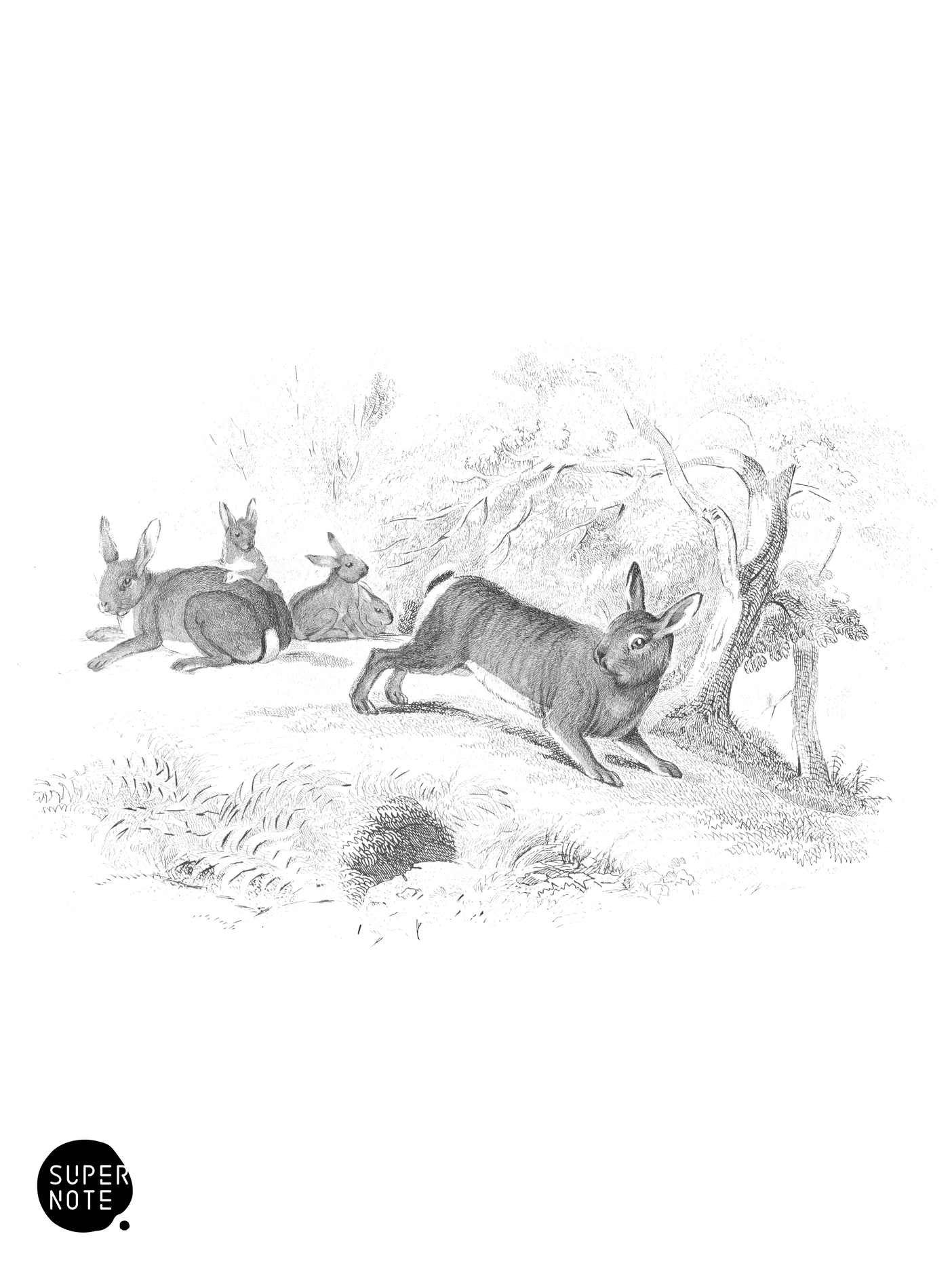 Rabbit or Burrowing Hare (vol-22 plate-32).png