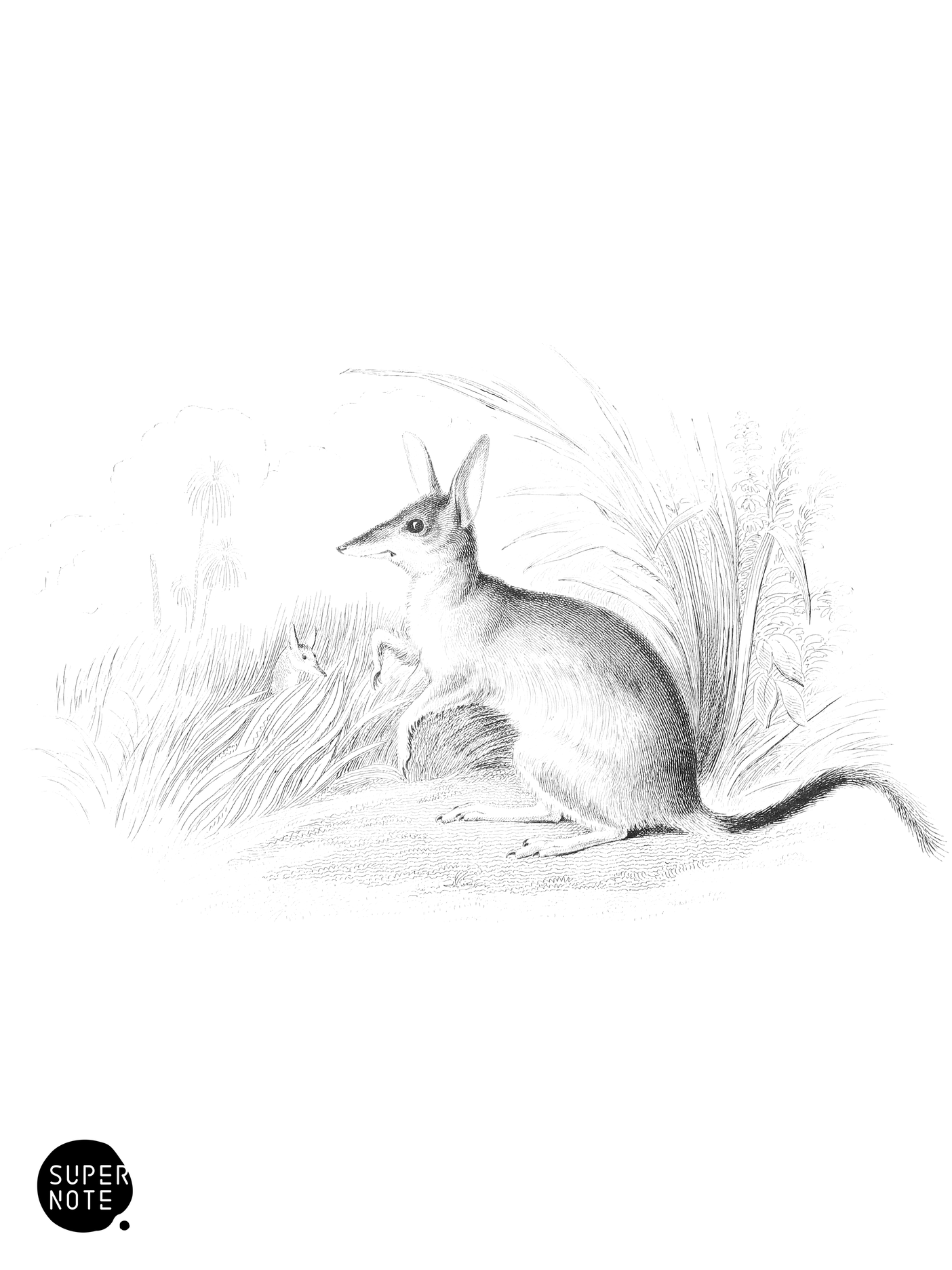 Rabbit-Eared Perameles (vol-30 plate-12).png