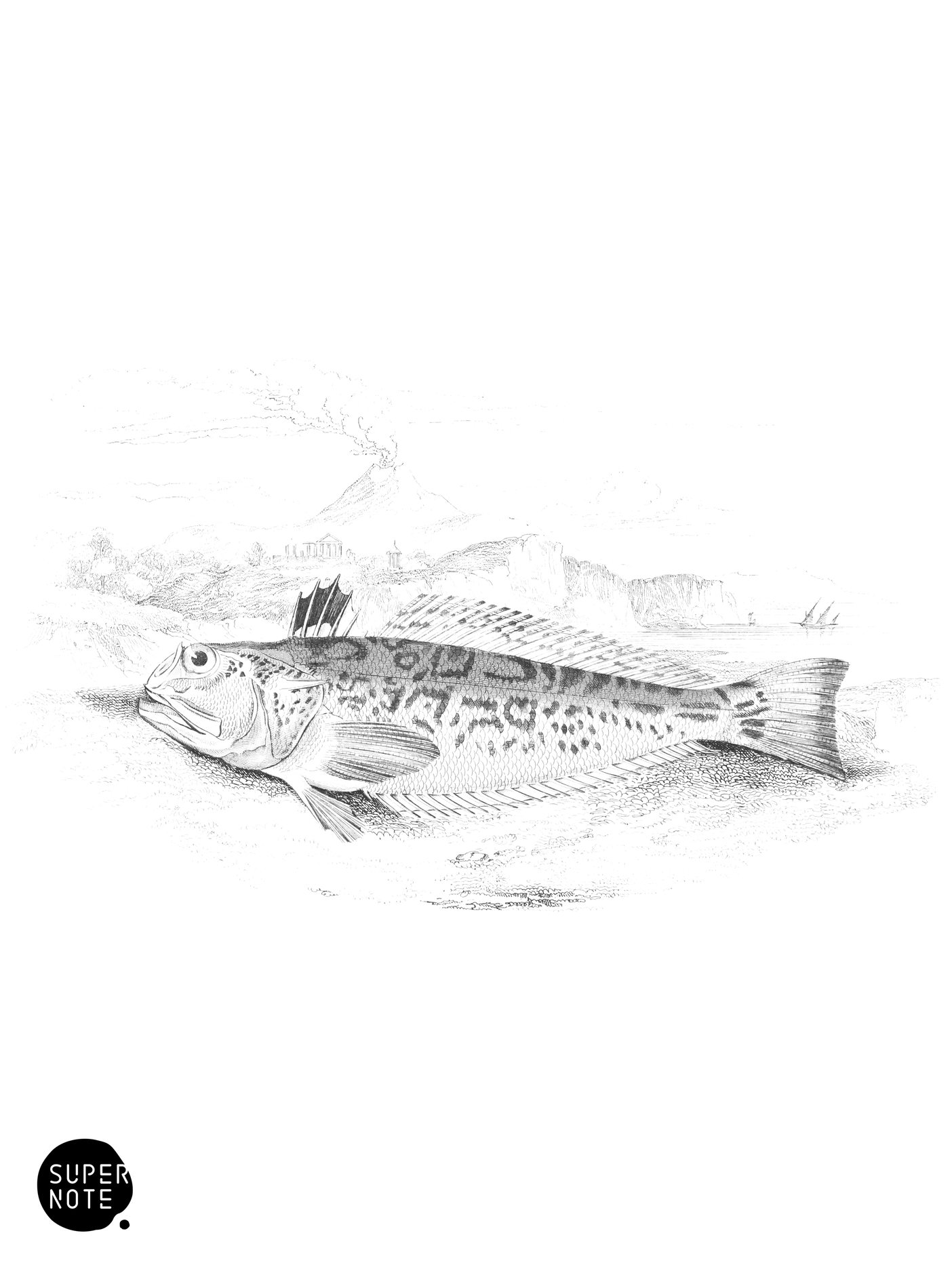 Radiated Weaver (vol-27 plate-17).png
