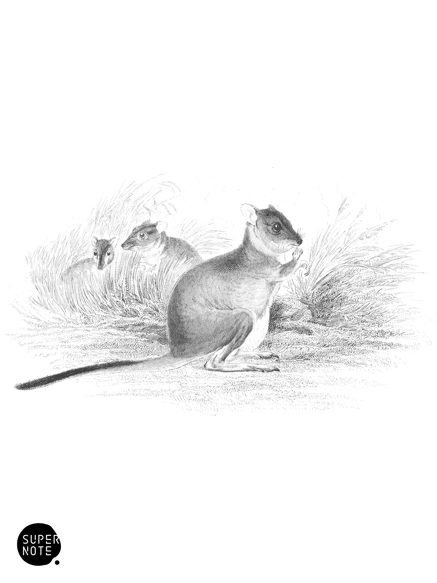 Rat-Tailed Hypsiprymnus (vol-30 plate-16).png
