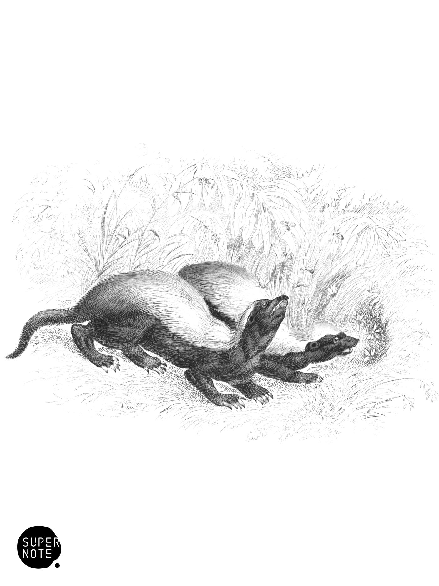 Ratel (vol-26 plate-29).png