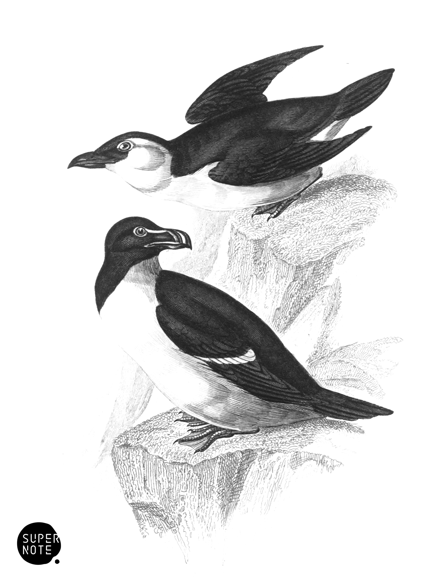 Razor-Bill Auk (vol-40 plate-17).png