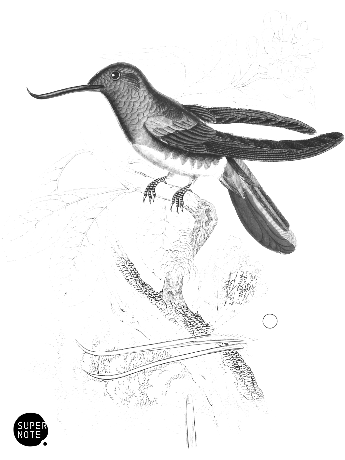 Recurved-Billed Humming-Bird (vol-01 plate-3).png