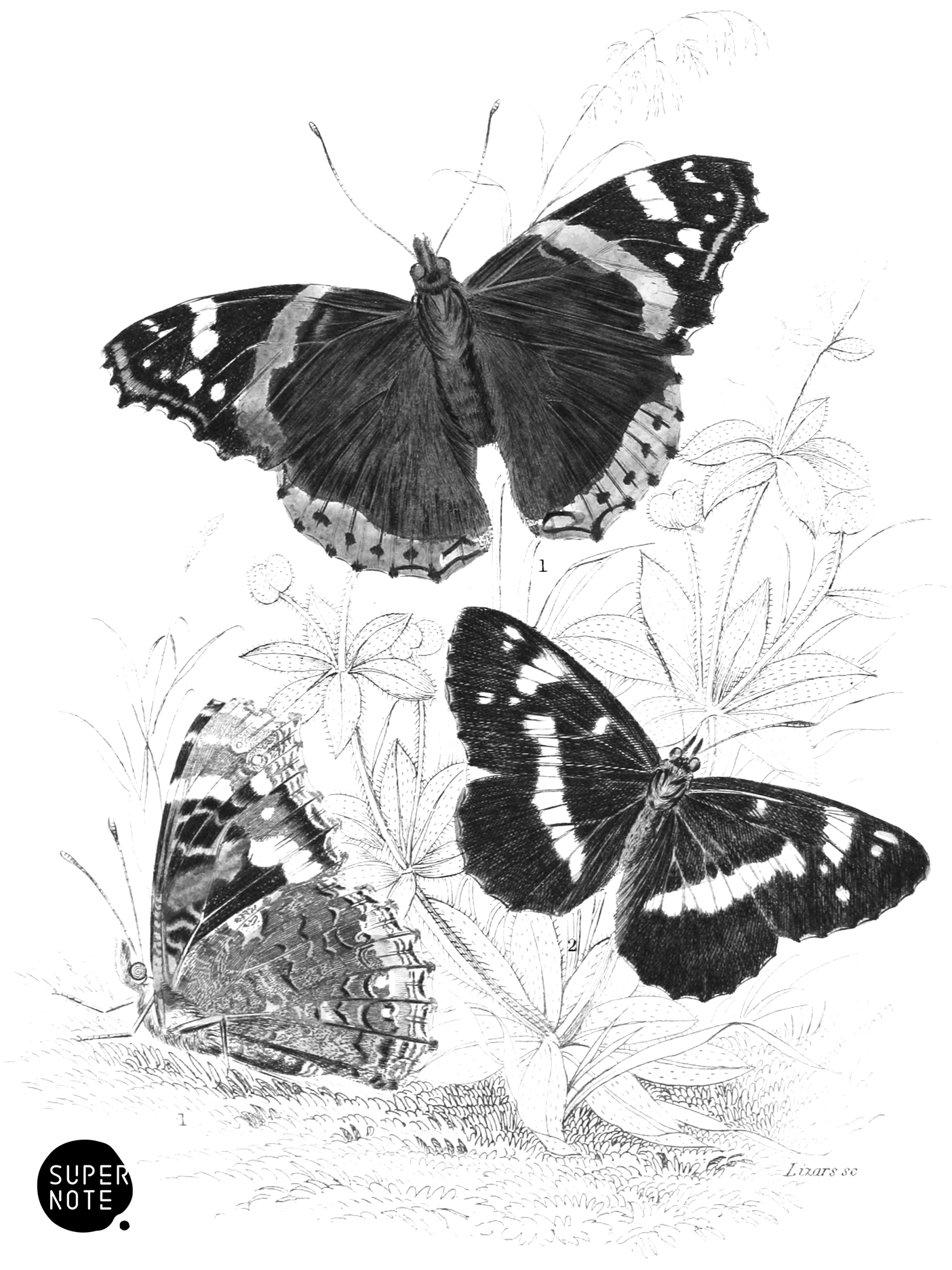 Red & White Admirals (vol-10 plate-20).png
